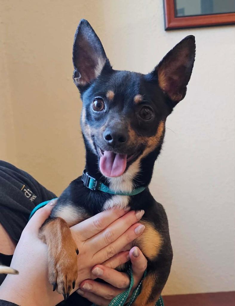 Enlarge Gidget, a Adoptable mixed breed in Decatur, IN image 6/6