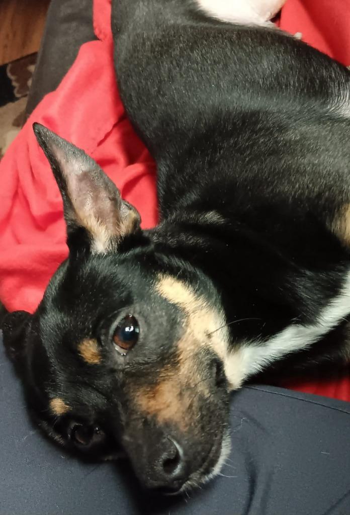 Enlarge Gidget, a Adoptable mixed breed in Decatur, IN image 6/6