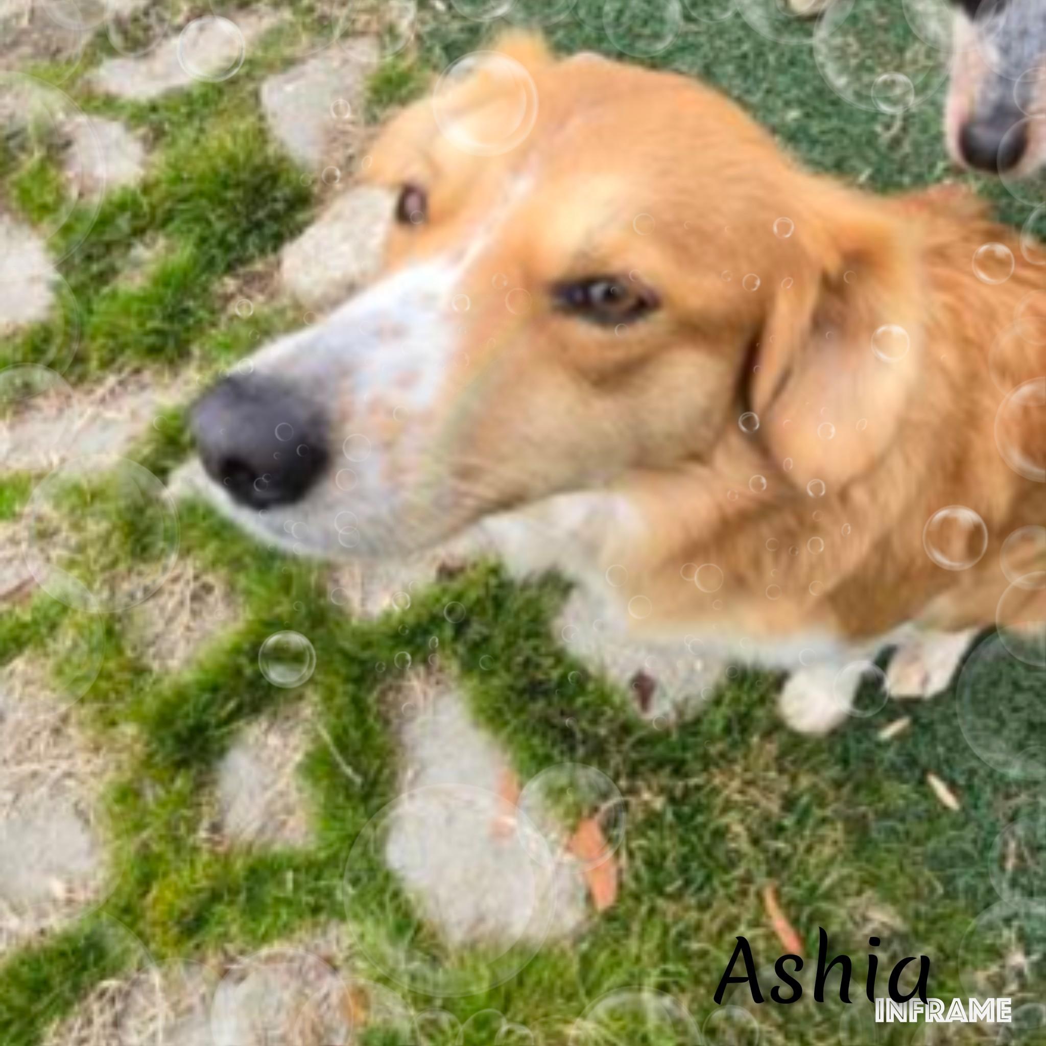 Enlarge Ashia, an adopted mixed breed in Fredericksburg, VA image 3/6
