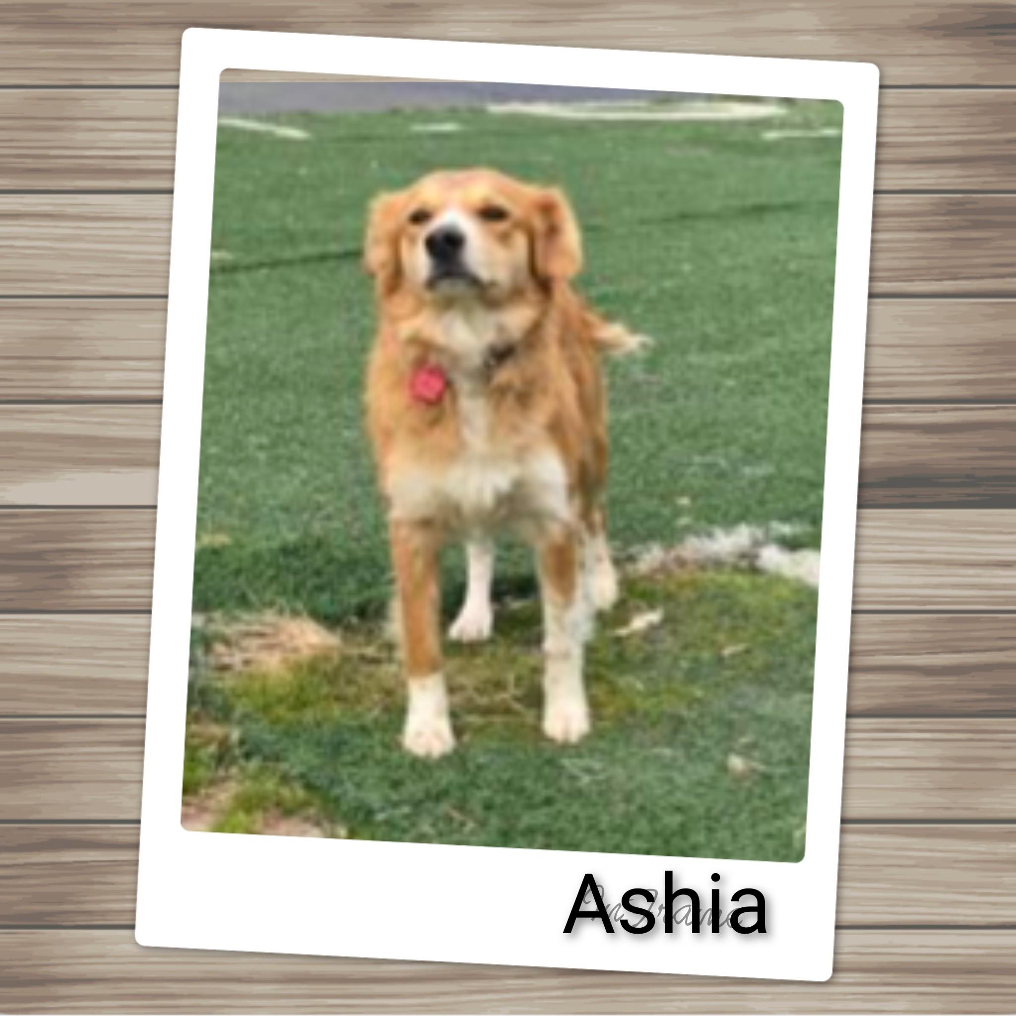 Enlarge Ashia, an adopted mixed breed in Fredericksburg, VA image 1/6