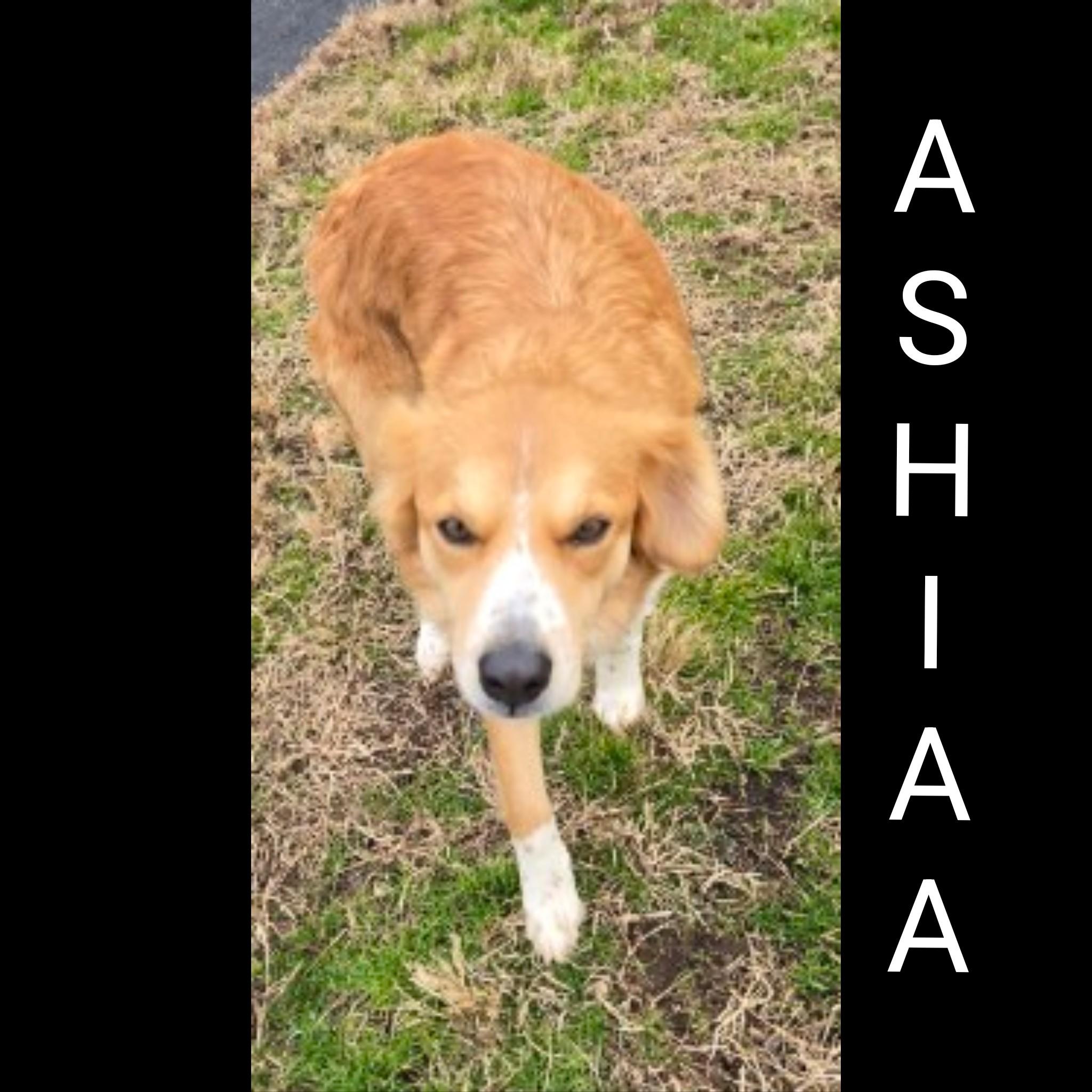 Ashia thumbnail 4