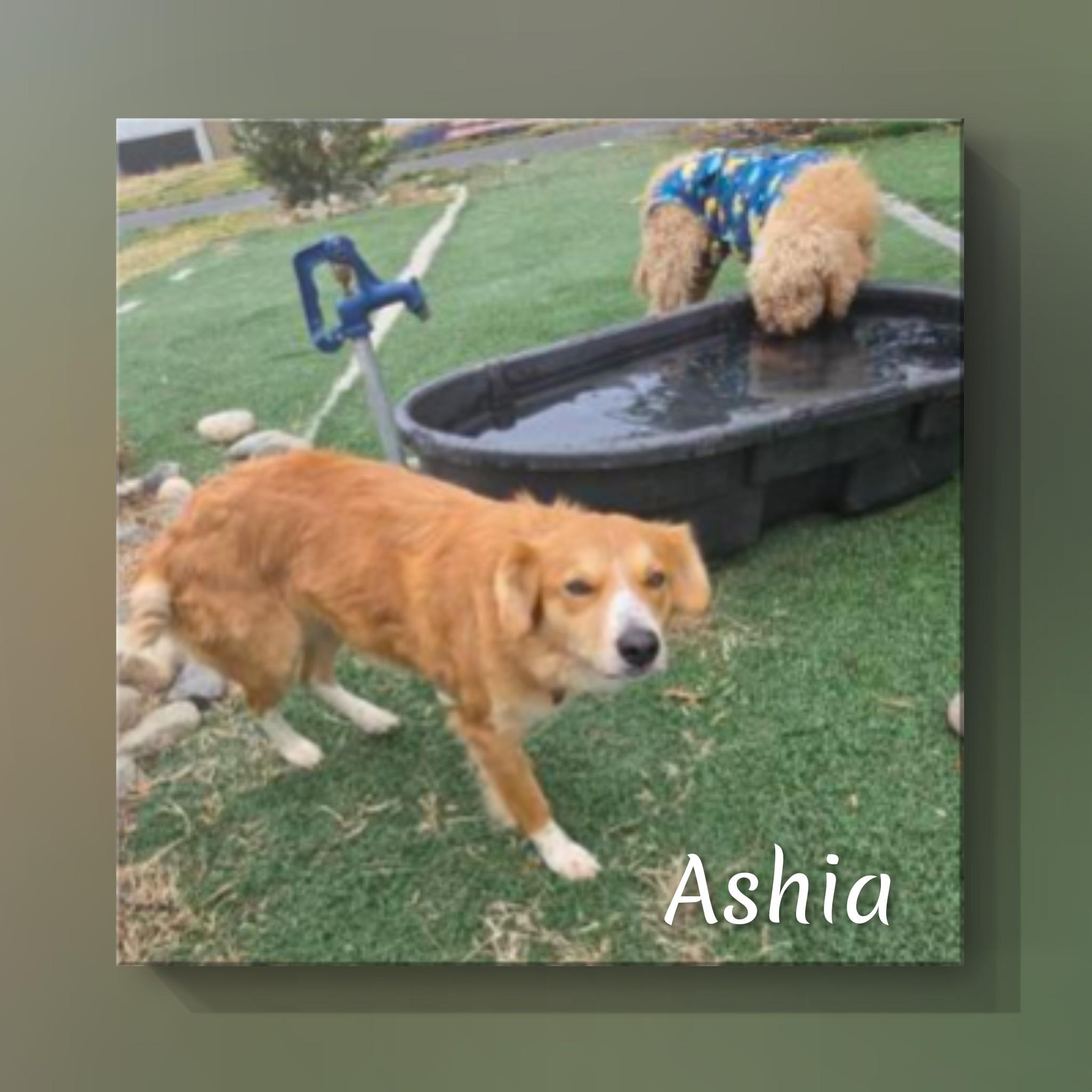 Enlarge Ashia, an adopted mixed breed in Fredericksburg, VA image 6/6