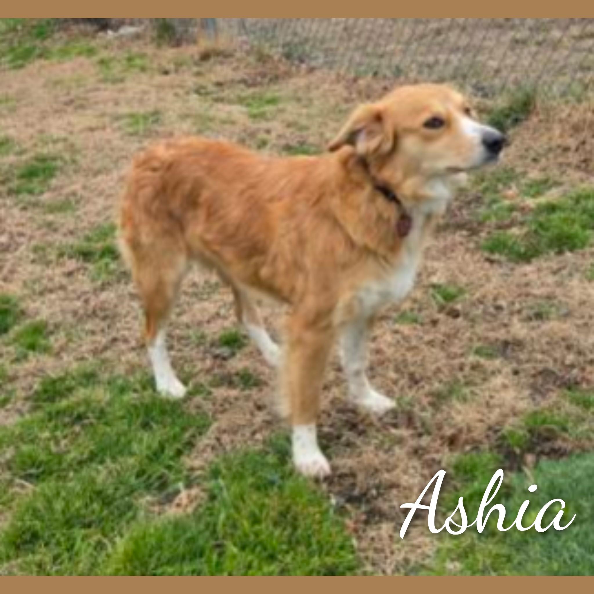 Enlarge Ashia, an adopted mixed breed in Fredericksburg, VA image 2/6