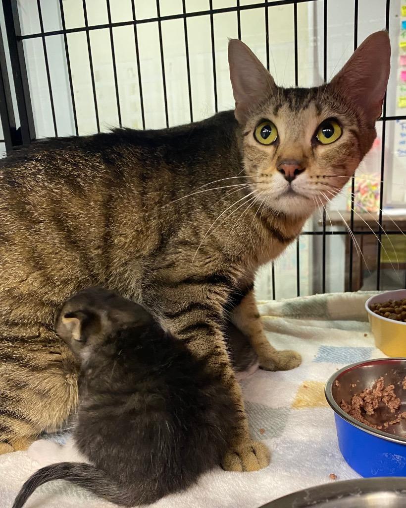Mama Bay, Adoptable, Young Female Domestic Short Hair.