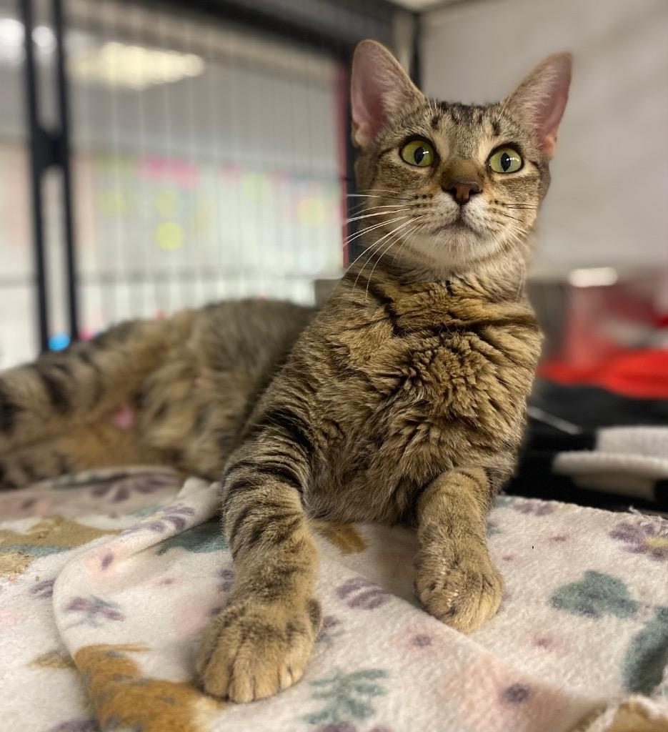 Enlarge Mama Bay, a Adoptable mixed breed in Lockhart, TX image 2/2