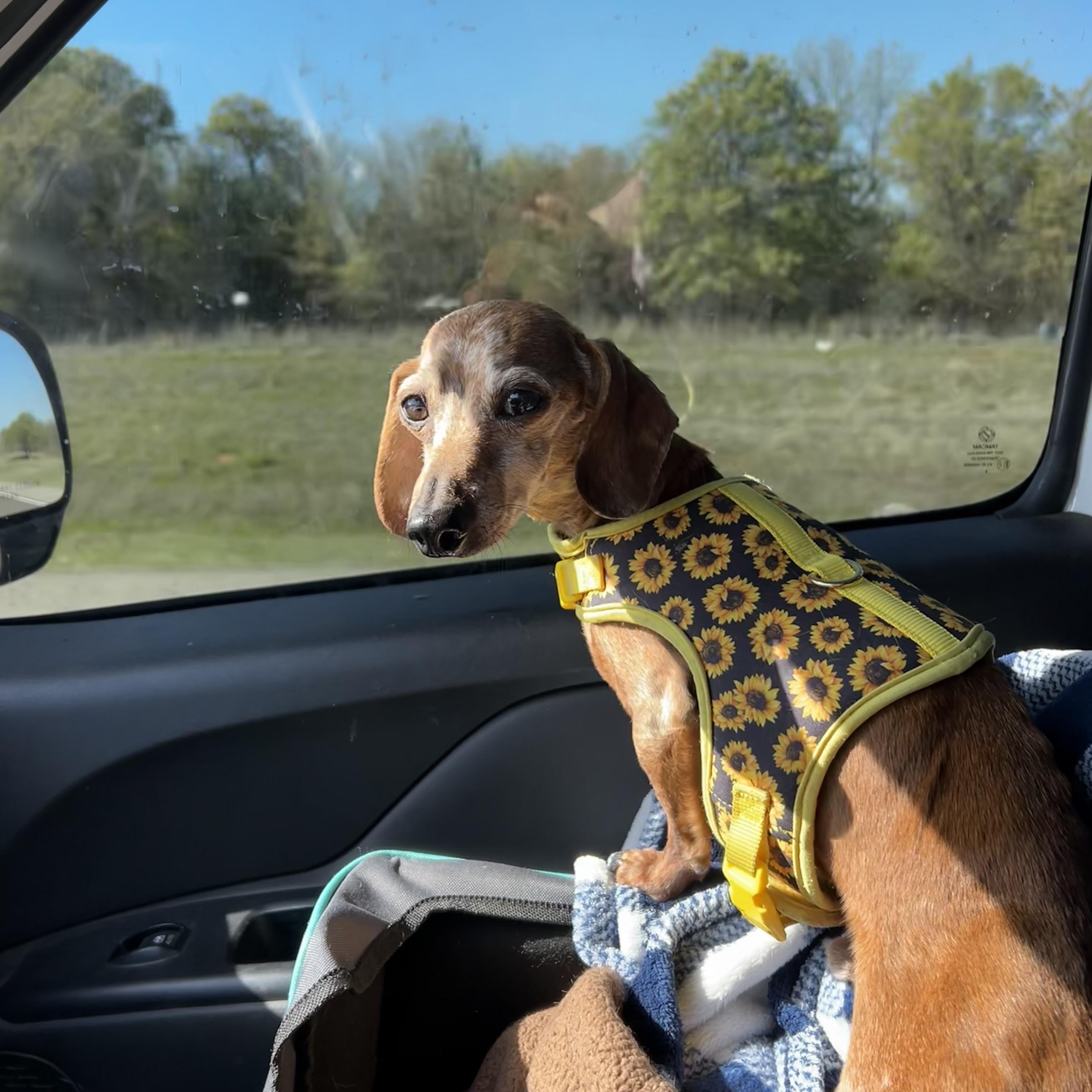 Charlie ( Sanctuary only), adoptable, Senior Male Miniature Dachshund.