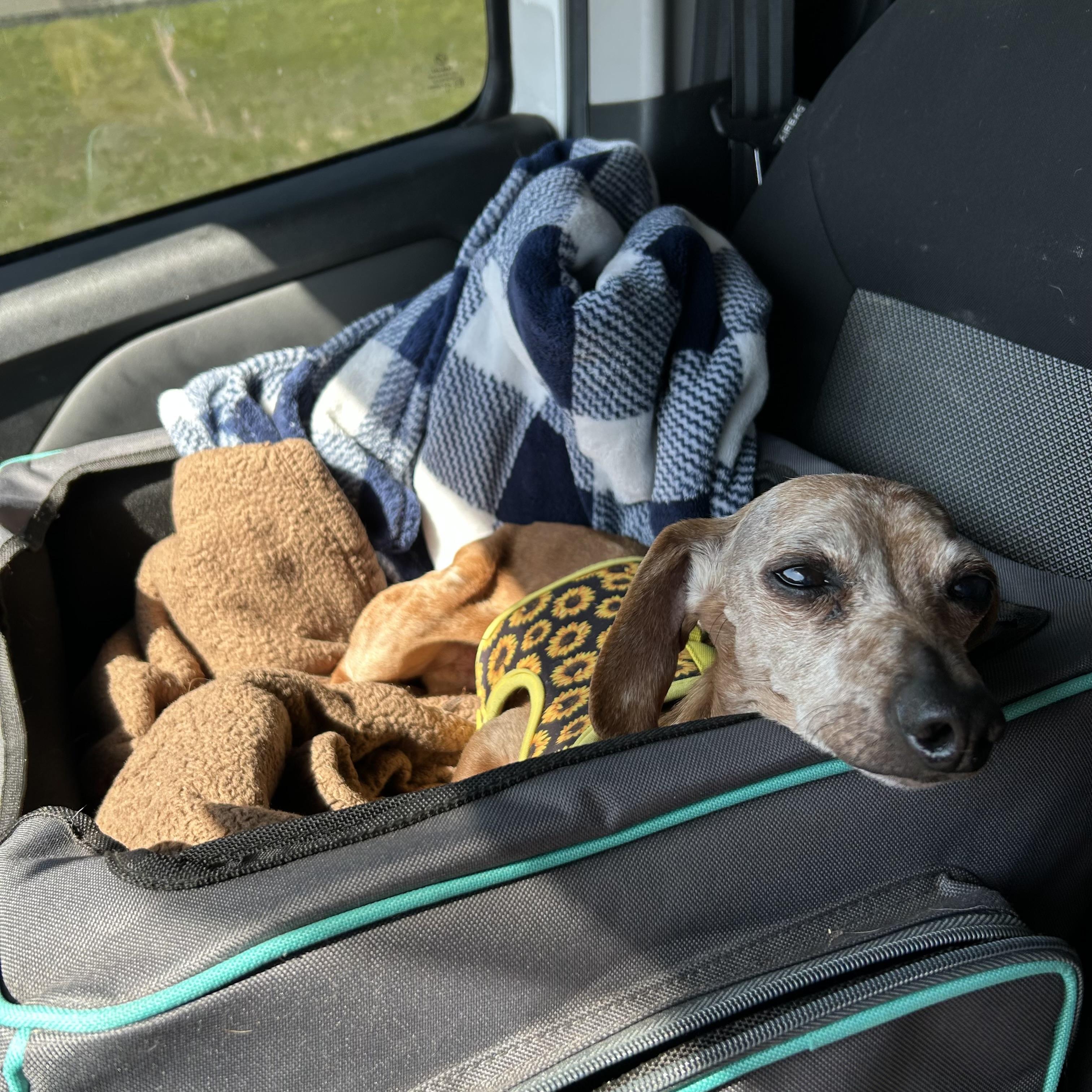 Charlie ( Sanctuary only), an adoptable Miniature Dachshund in Chickasha, OK image 2/2