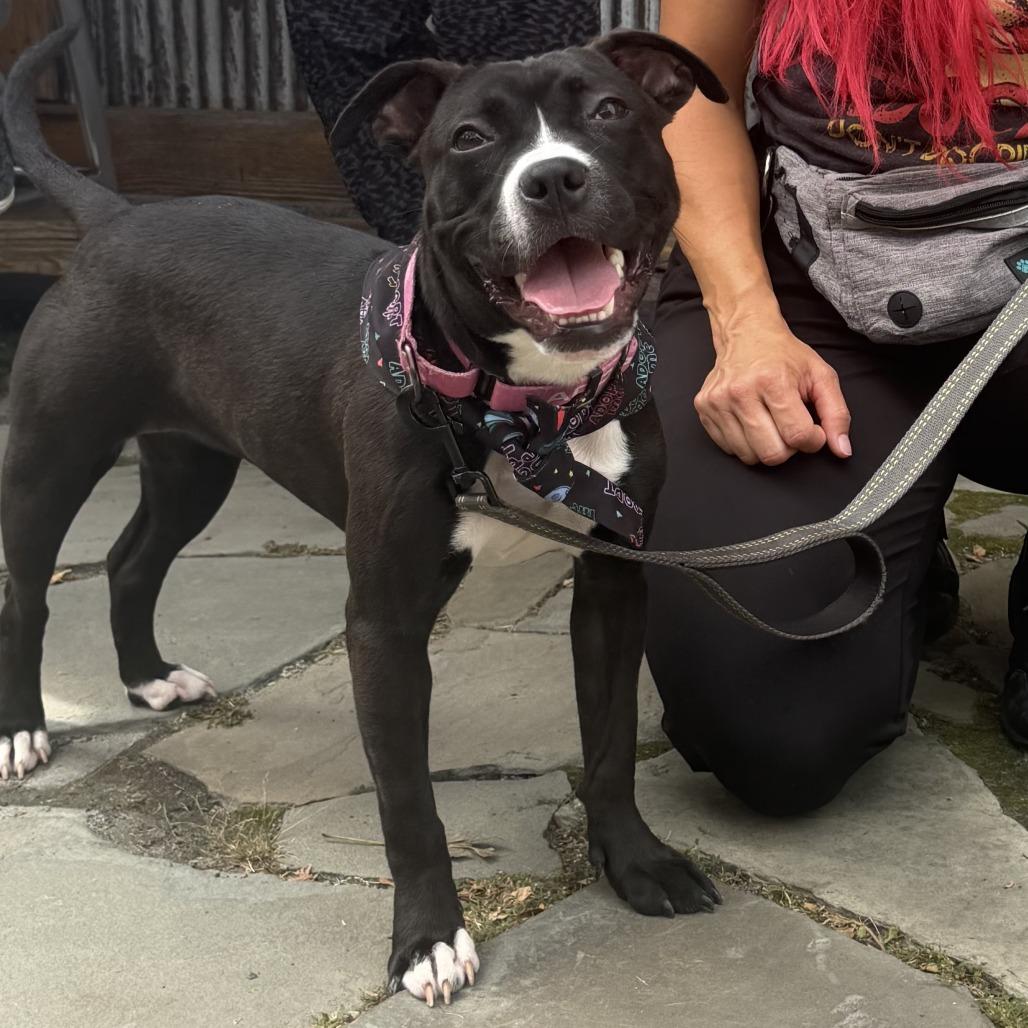 Enlarge Roxy, a Adoptable American Staffordshire Terrier in Rockville, MD image 1/4