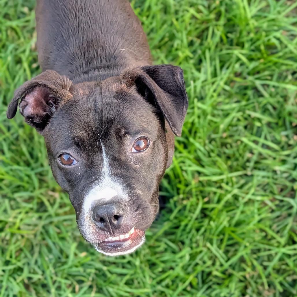 Enlarge Roxy, a Adoptable American Staffordshire Terrier in Rockville, MD image 2/4