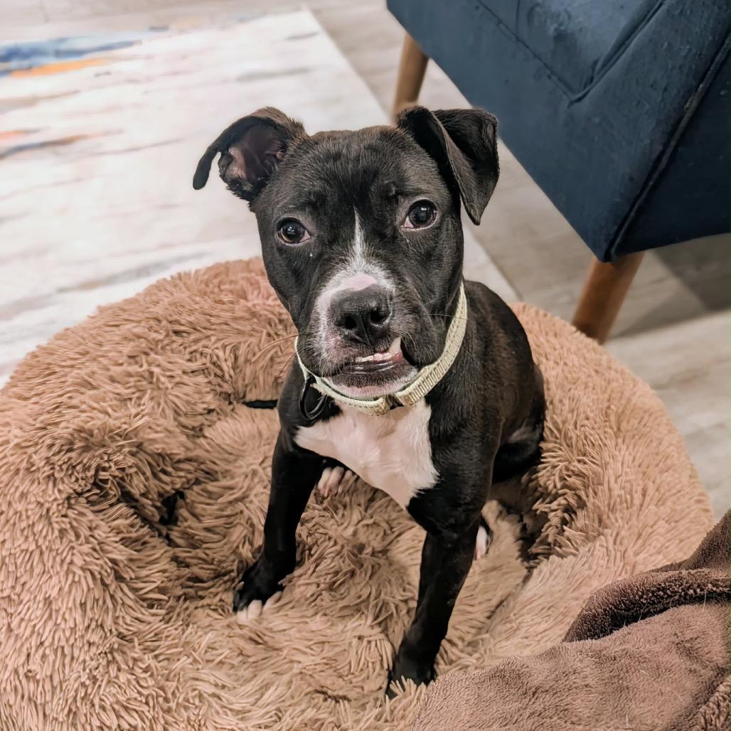 Enlarge Roxy, a Adoptable American Staffordshire Terrier in Rockville, MD image 3/4