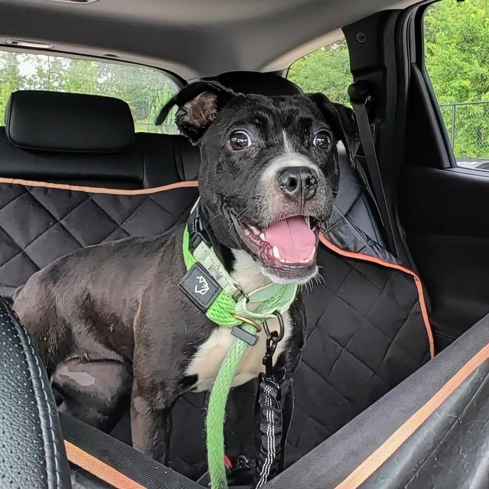 Enlarge Roxy, a Adoptable American Staffordshire Terrier in Rockville, MD image 4/4