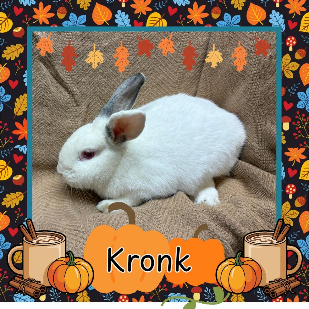 Kronk, Adoptable, Young Male Californian.