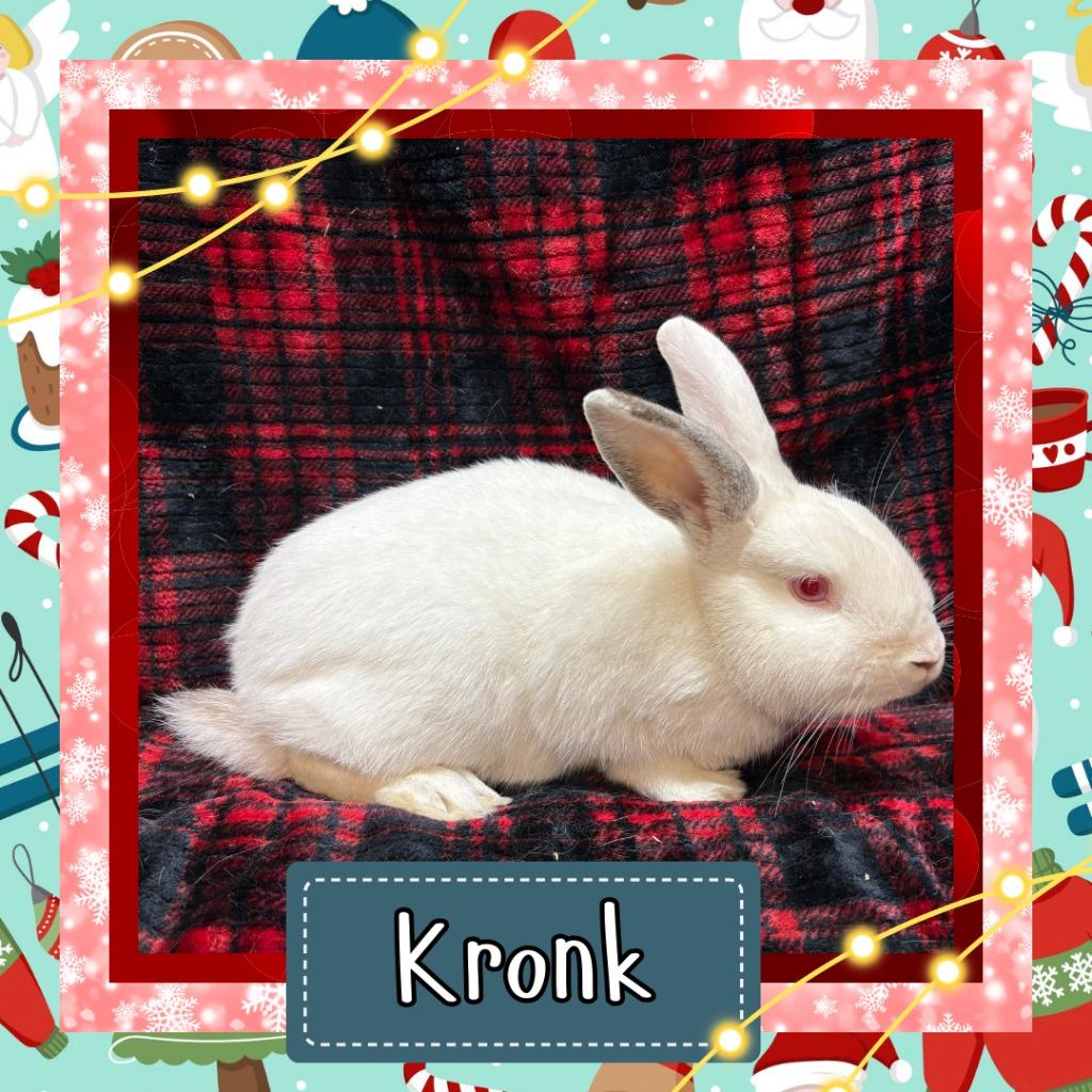 Enlarge Kronk, a Adoptable Californian in Elizabethtown, KY image 3/3