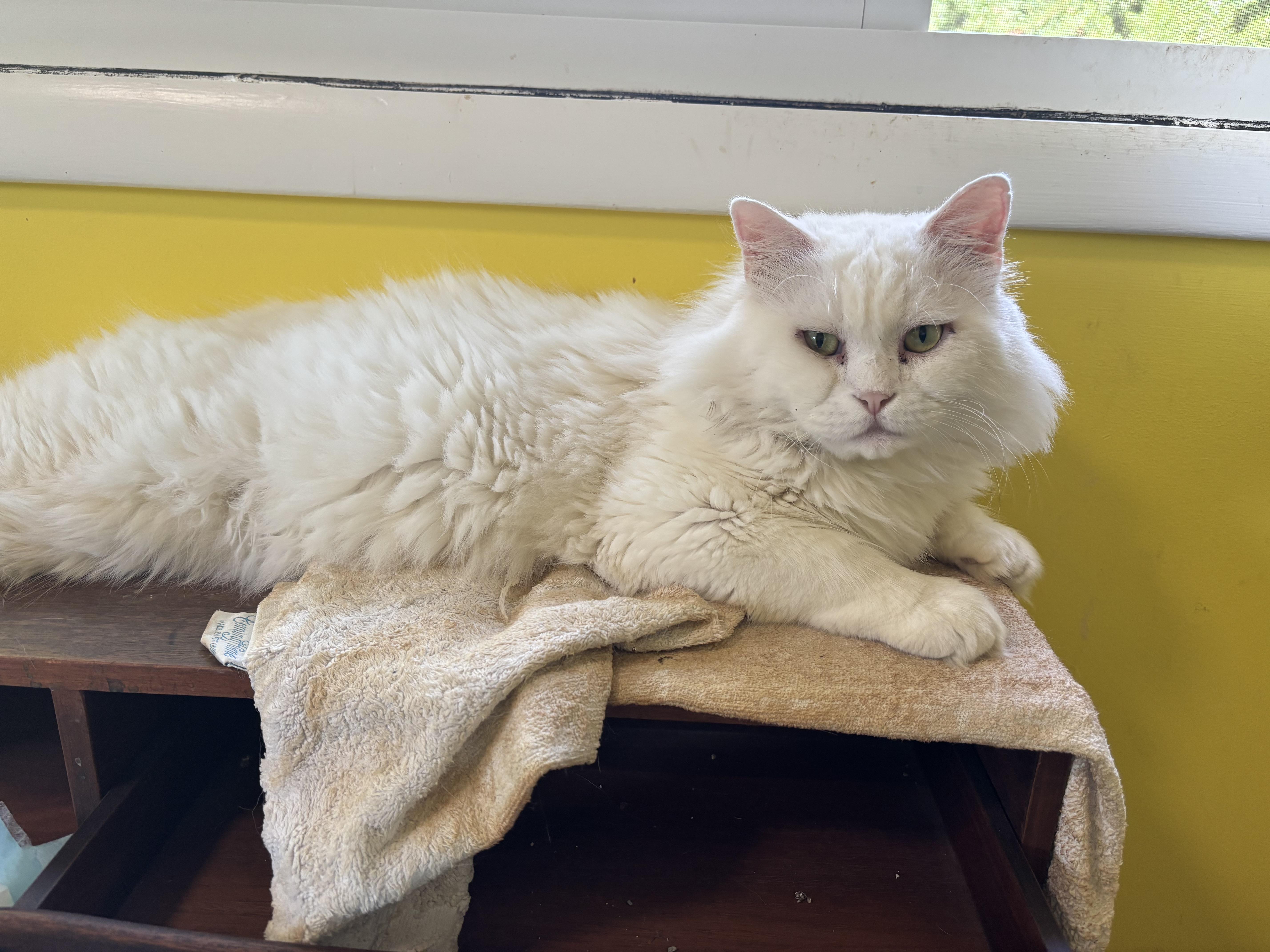 Enlarge Sezar (part Persian, Long hair), a Adoptable Persian in Fairfax, VA image 1/4