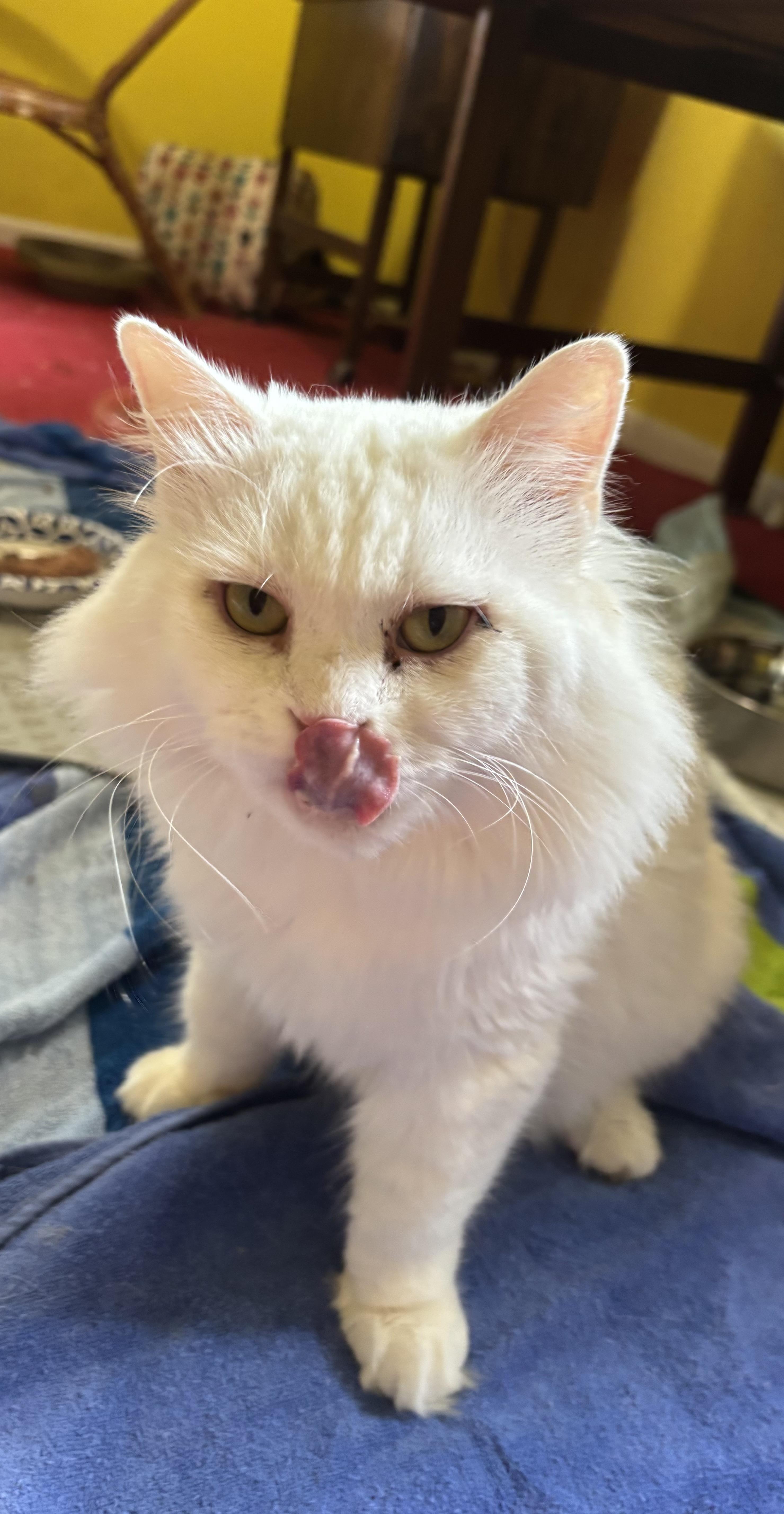 Enlarge Sezar (part Persian, Long hair), a Adoptable Persian in Fairfax, VA image 2/4