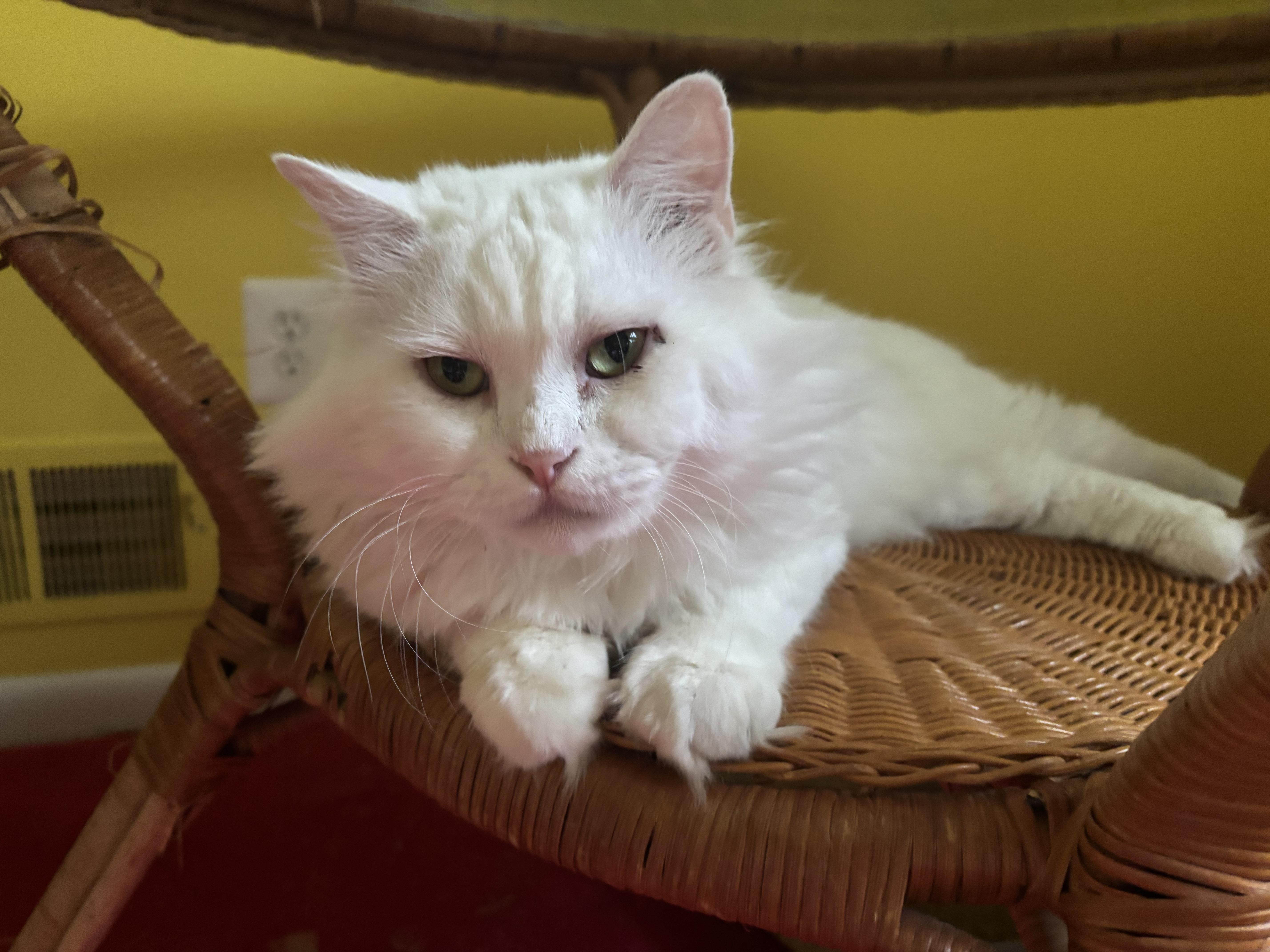 Enlarge Sezar (part Persian, Long hair), a Adoptable Persian in Fairfax, VA image 4/4