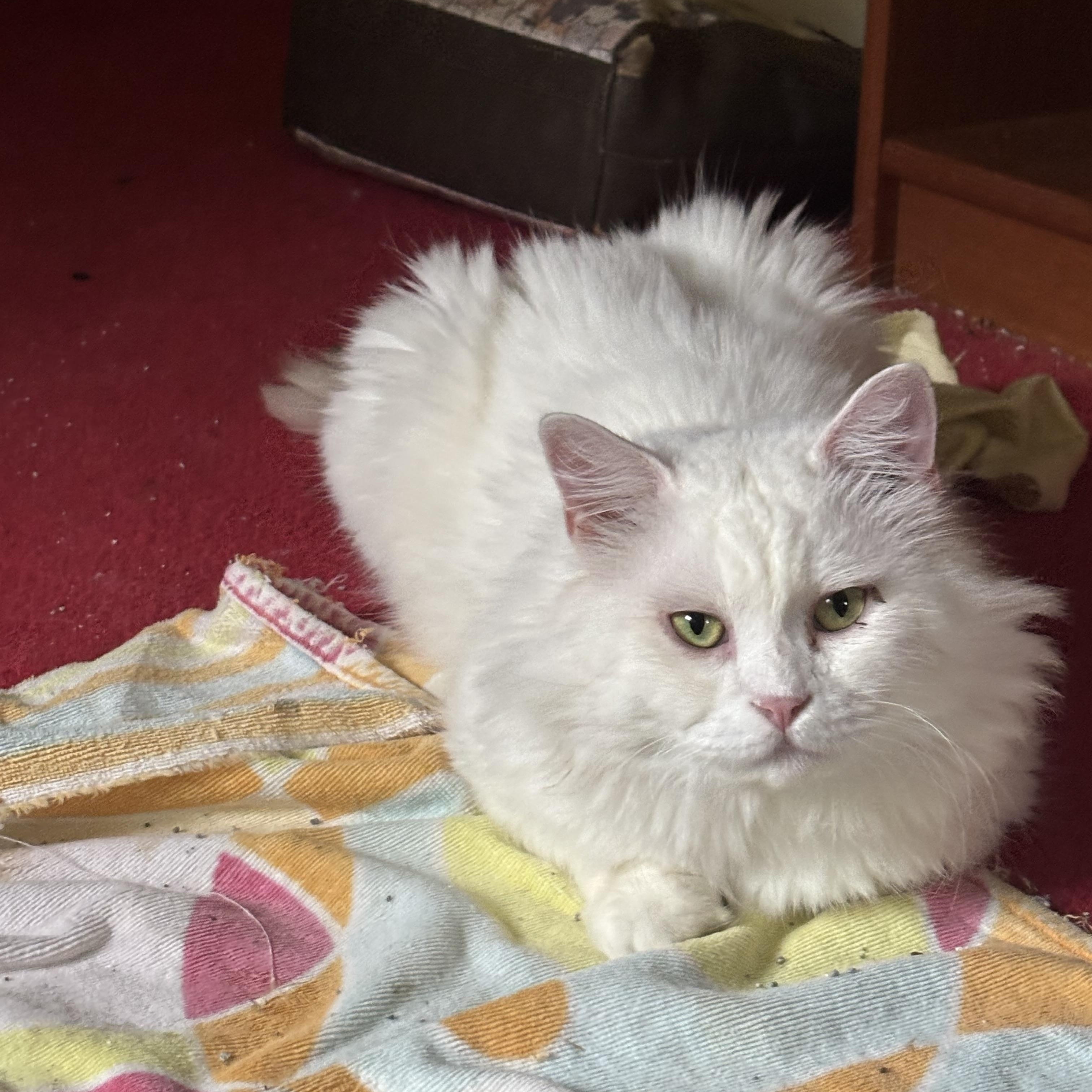 Enlarge Sezar (part Persian, Long hair), a Adoptable Persian in Fairfax, VA image 3/4