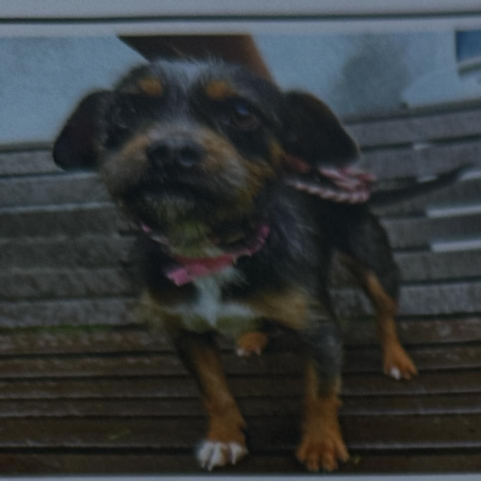 C.C. Cupcake, Adoptable, Adult Female Schnauzer & Border Terrier.