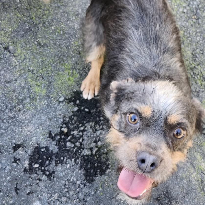 Enlarge C.C. Cupcake, a Adoptable mixed breed in Long Beach, CA image 4/4