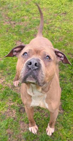 PASCAL, Adoptable, Adult Male Pit Bull Terrier.