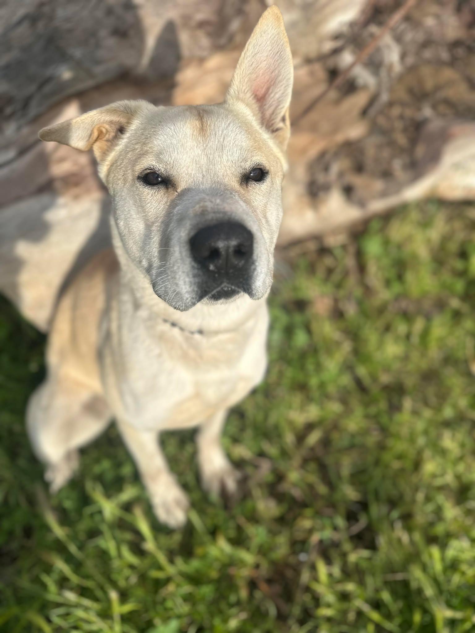 Tug, a Adoptable mixed breed in Modesto , CA image 2/5