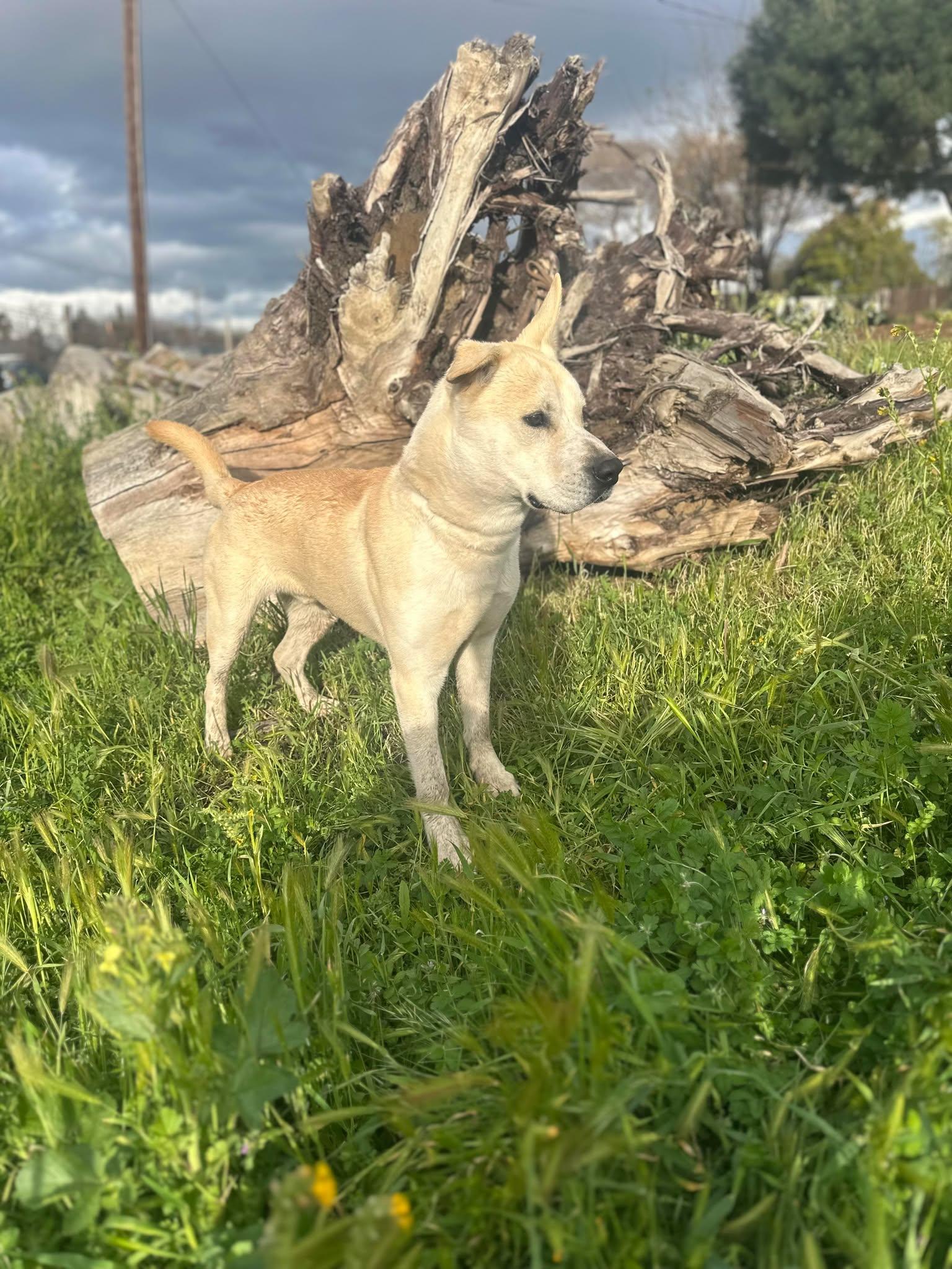 Tug, a Adoptable mixed breed in Modesto , CA image 3/5
