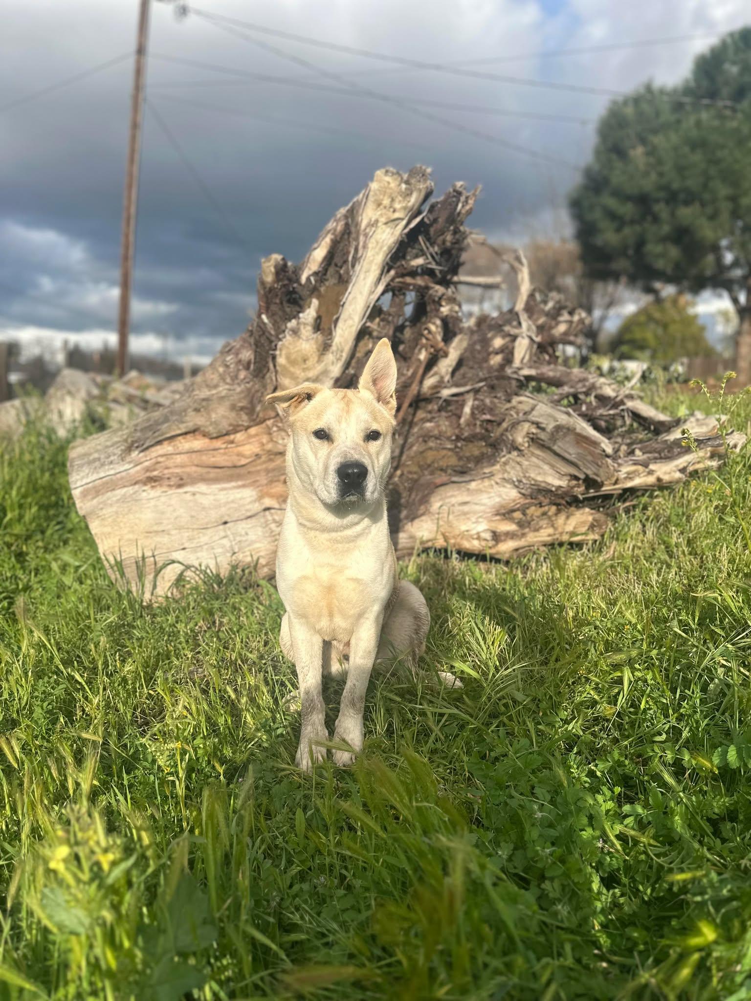 Tug, Adoptable, Adult Male Carolina Dog & Husky.