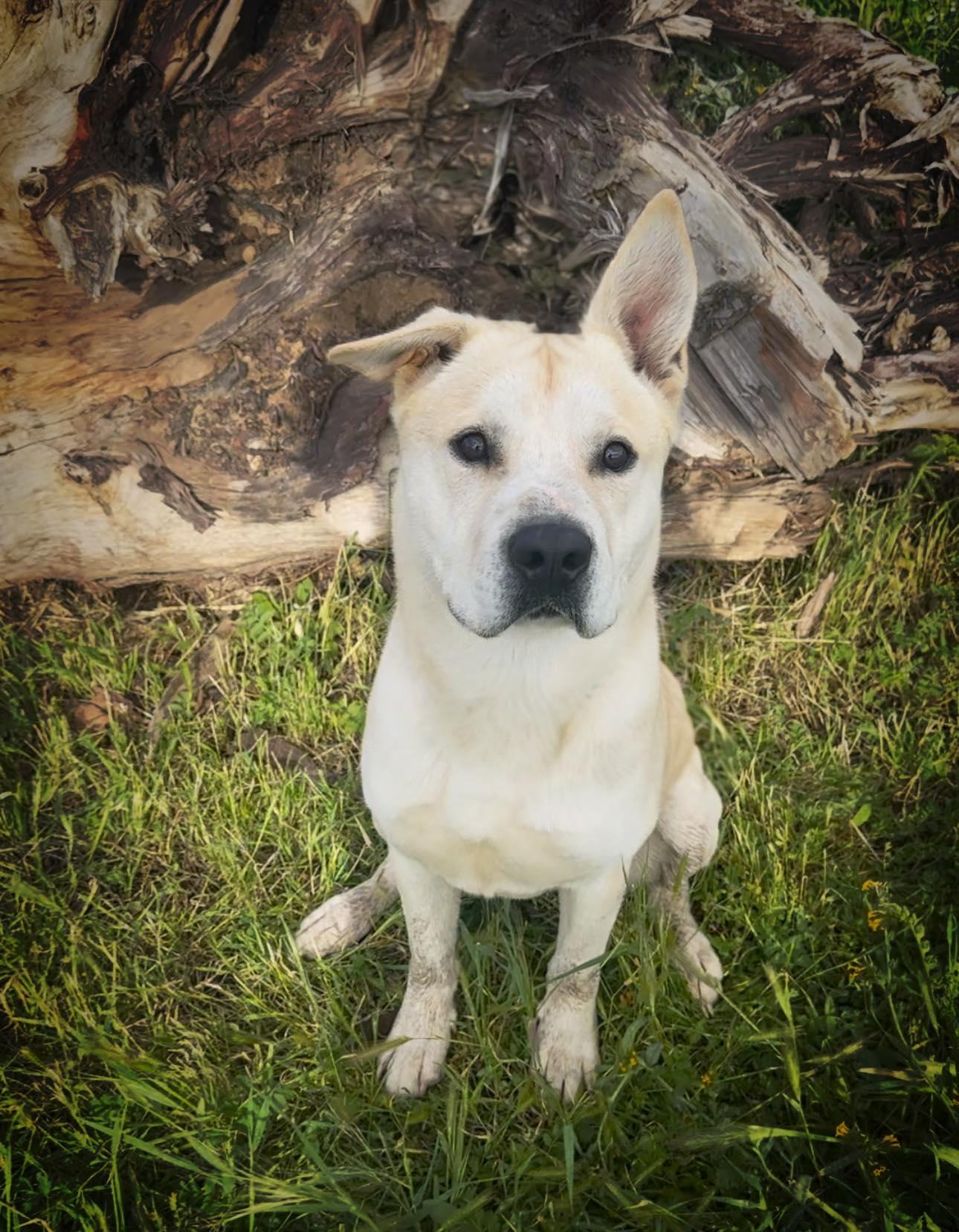 Tug, a Adoptable mixed breed in Modesto , CA image 1/5