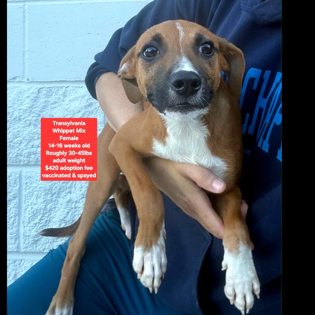 Transylvania, adopted, Puppy Female Whippet.