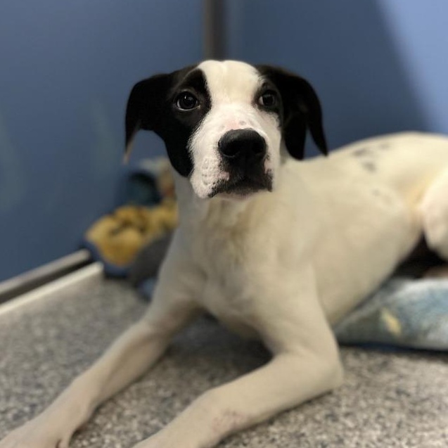 Banana — thumbnail 4