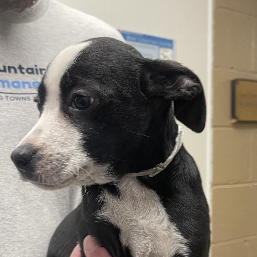 Enlarge Soren, a Adoptable Mixed Breed in Blairsville, GA image 1/1
