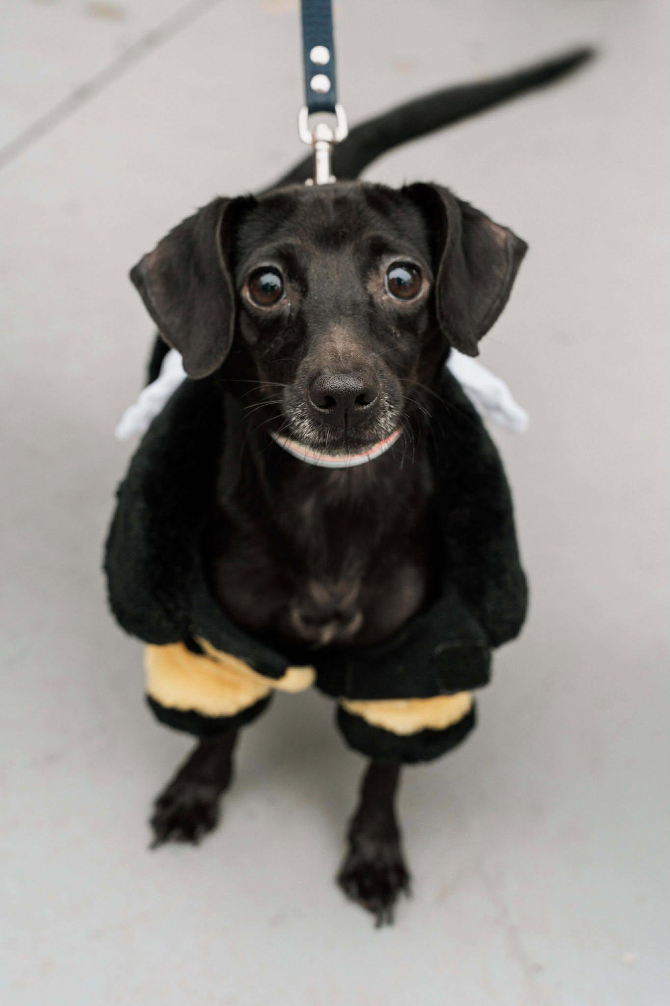 Bella, Adoptable, Adult Female Chihuahua & Dachshund.