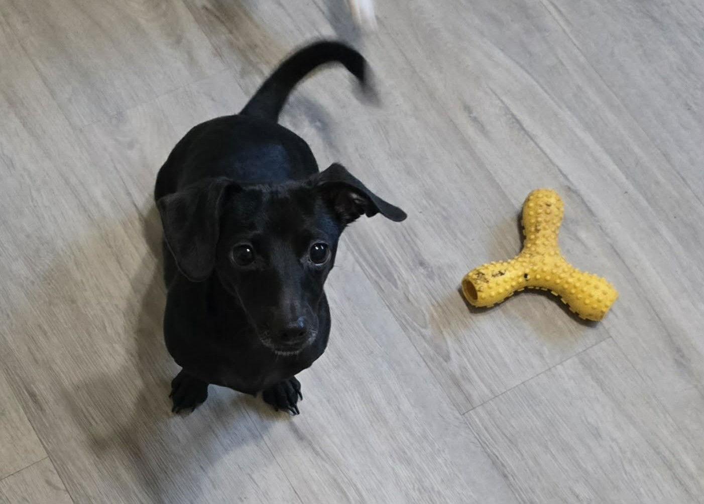 Bella, a Adoptable mixed breed in Visalia, CA image 2/3