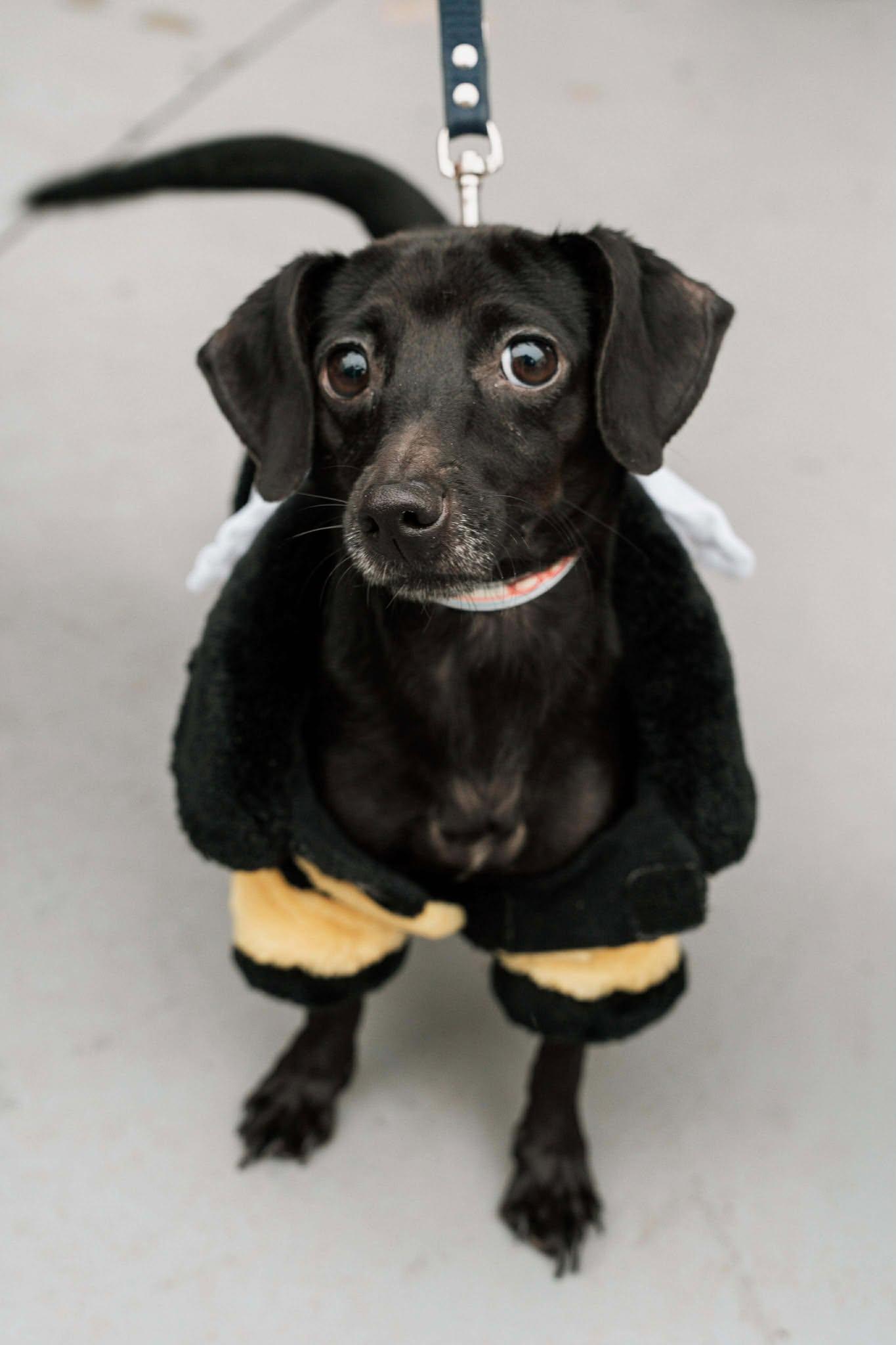 Bella, a Adoptable mixed breed in Visalia, CA image 3/3