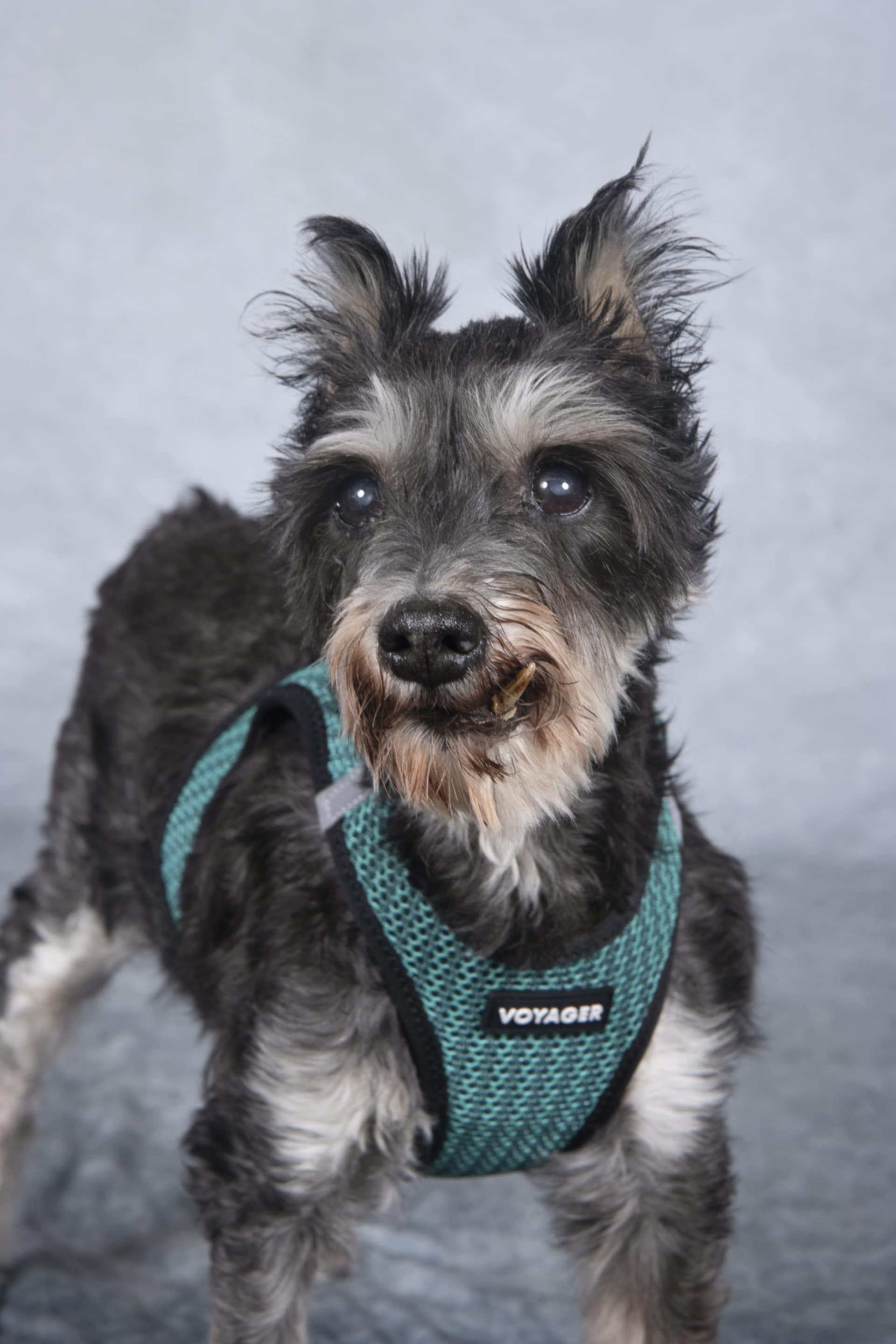 Bentley, a Adoptable Miniature Schnauzer in Cleveland, OH image 1/2