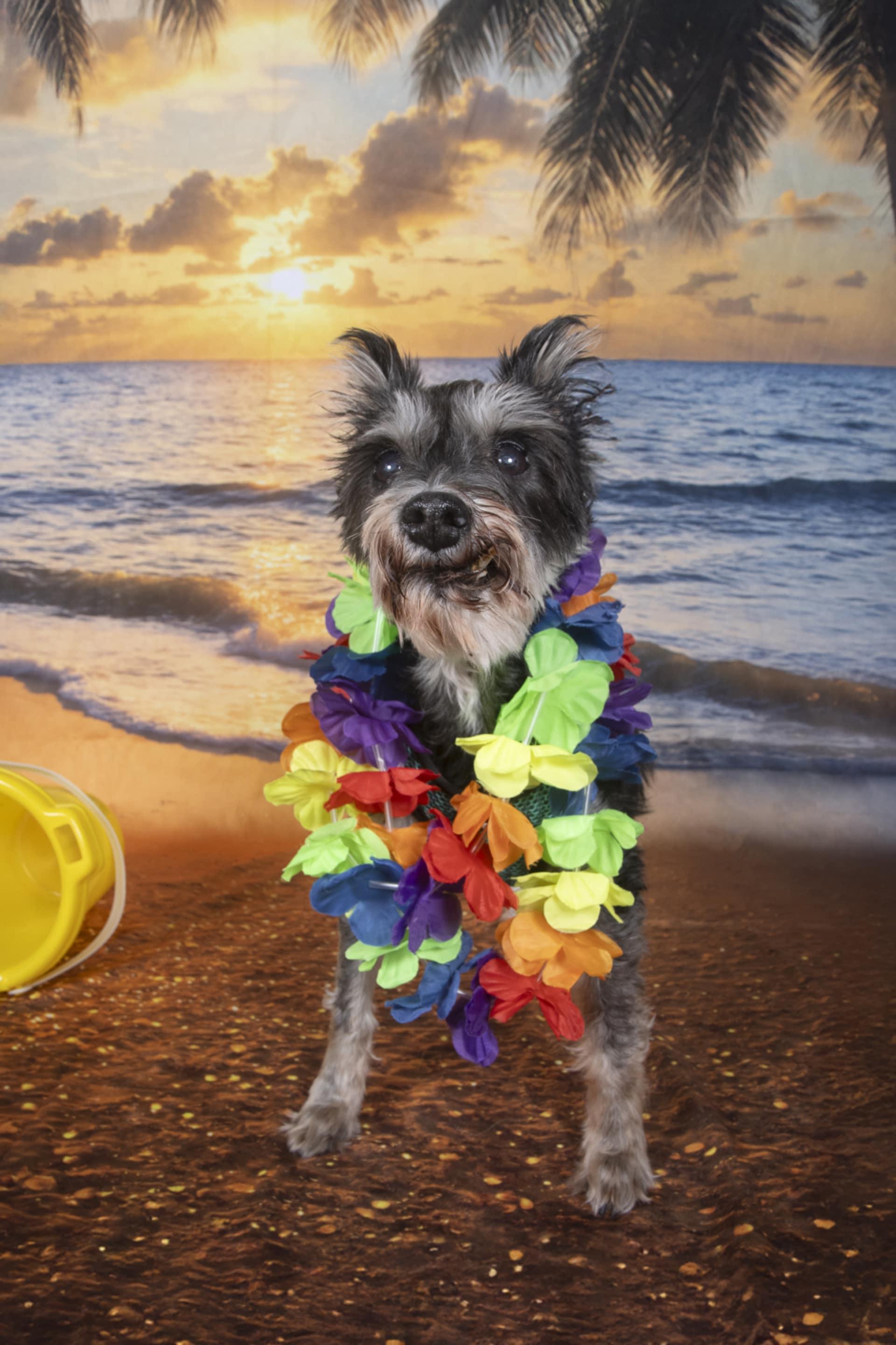 Bentley, a Adoptable Miniature Schnauzer in Cleveland, OH image 2/2