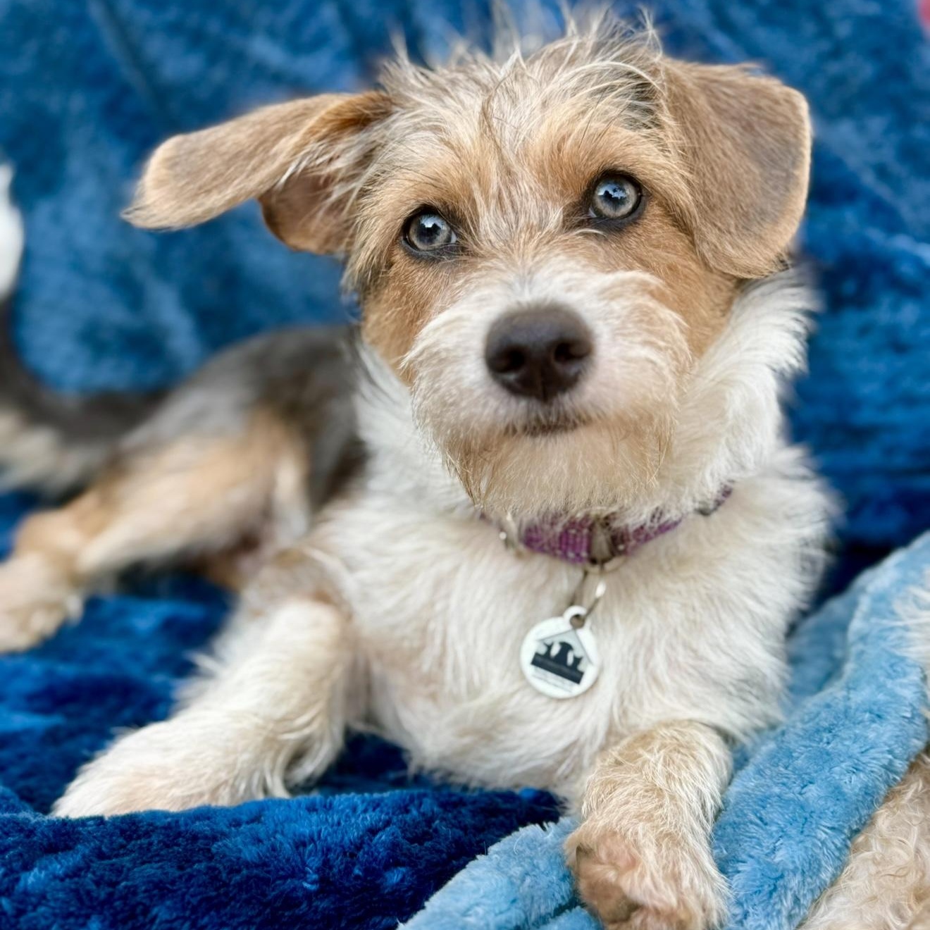Beau, Adopted, Young Male Border Terrier & Dachshund.