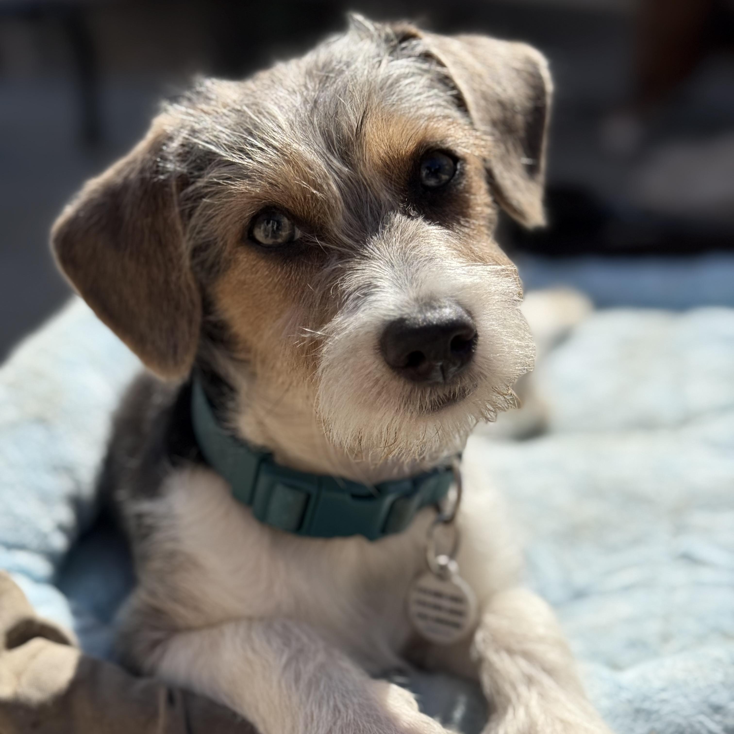 Beau, a Adopted mixed breed in Santa Monica, CA image 2/5