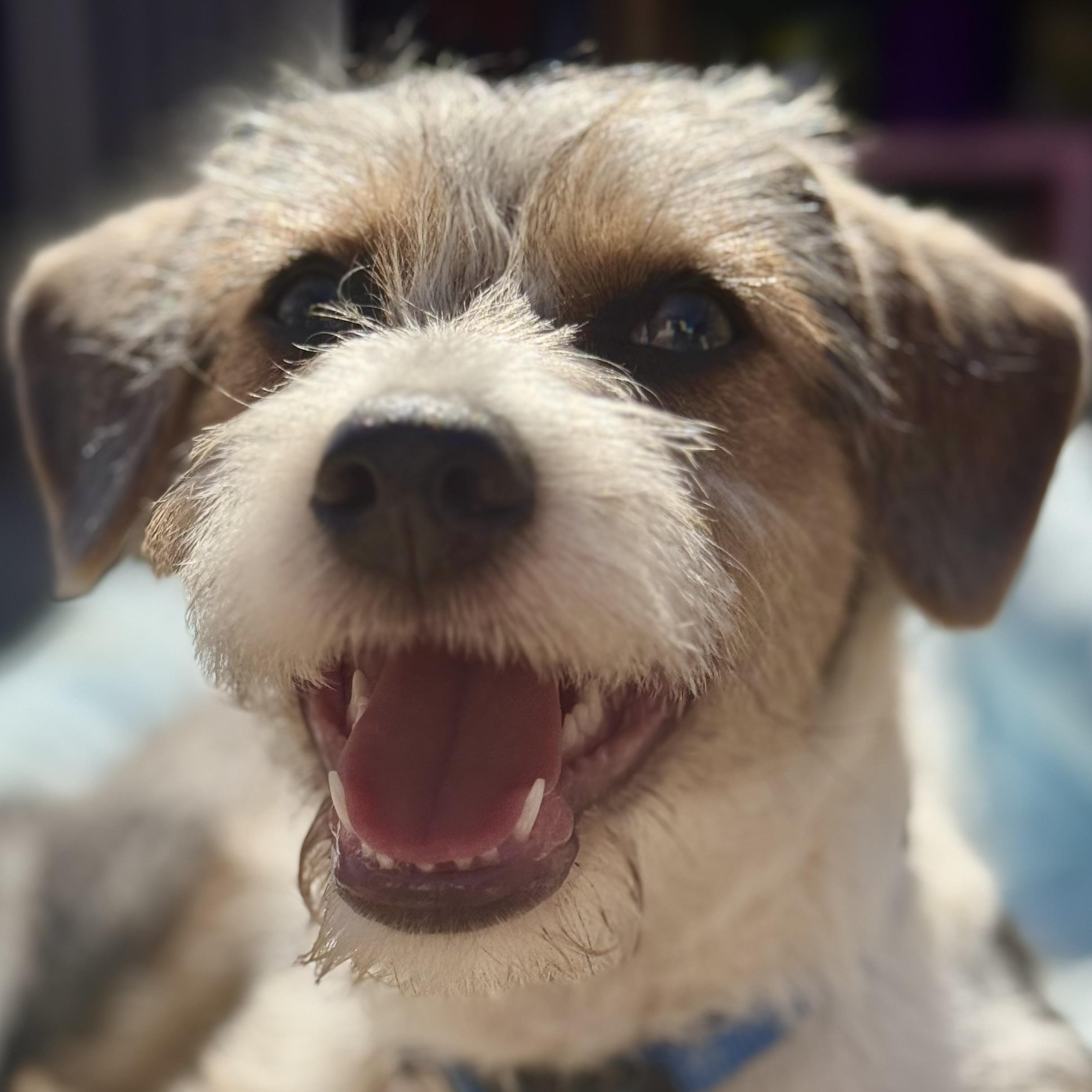 Beau, a Adopted mixed breed in Santa Monica, CA image 4/5