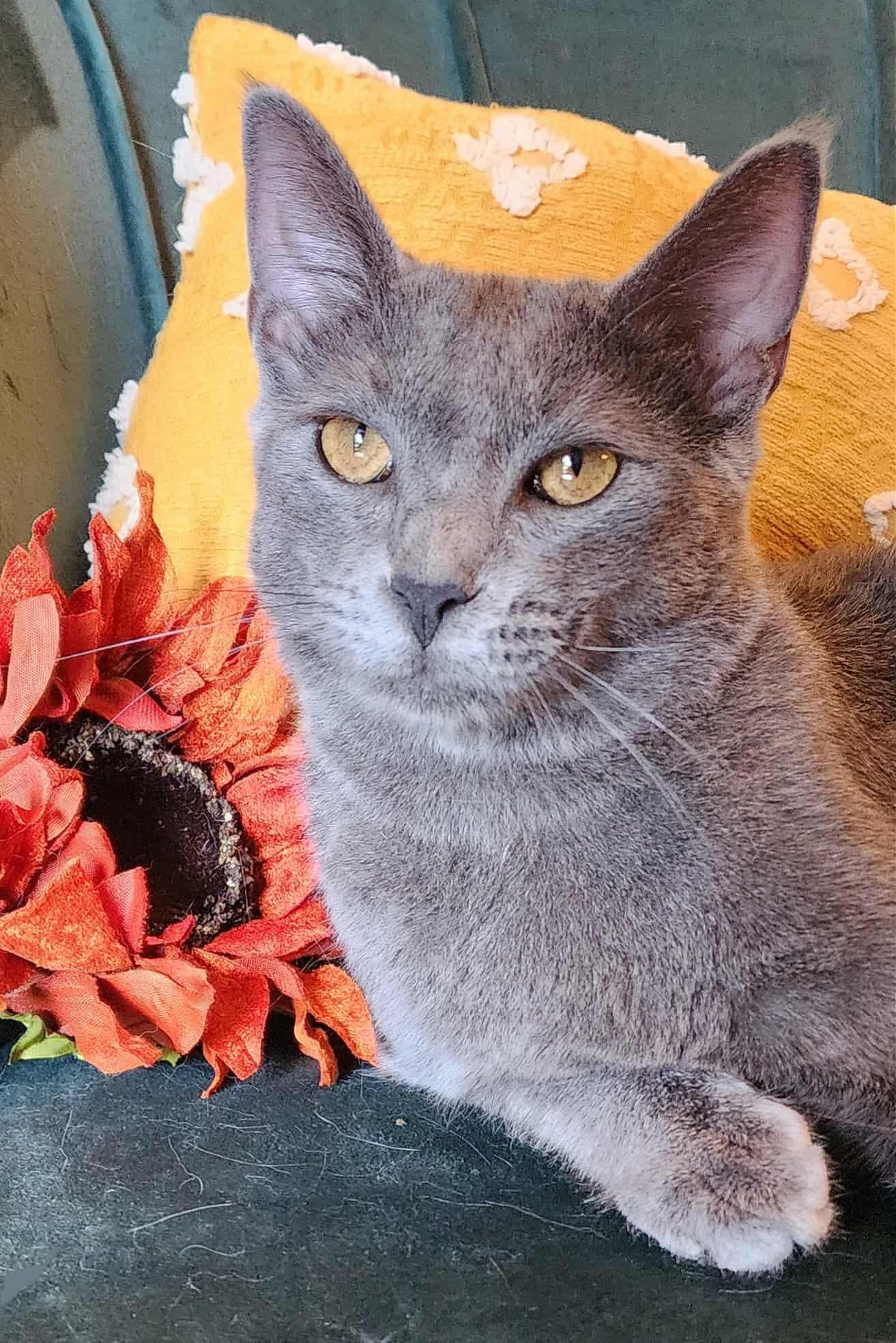 Ares, Adoptable, Young Male Russian Blue.