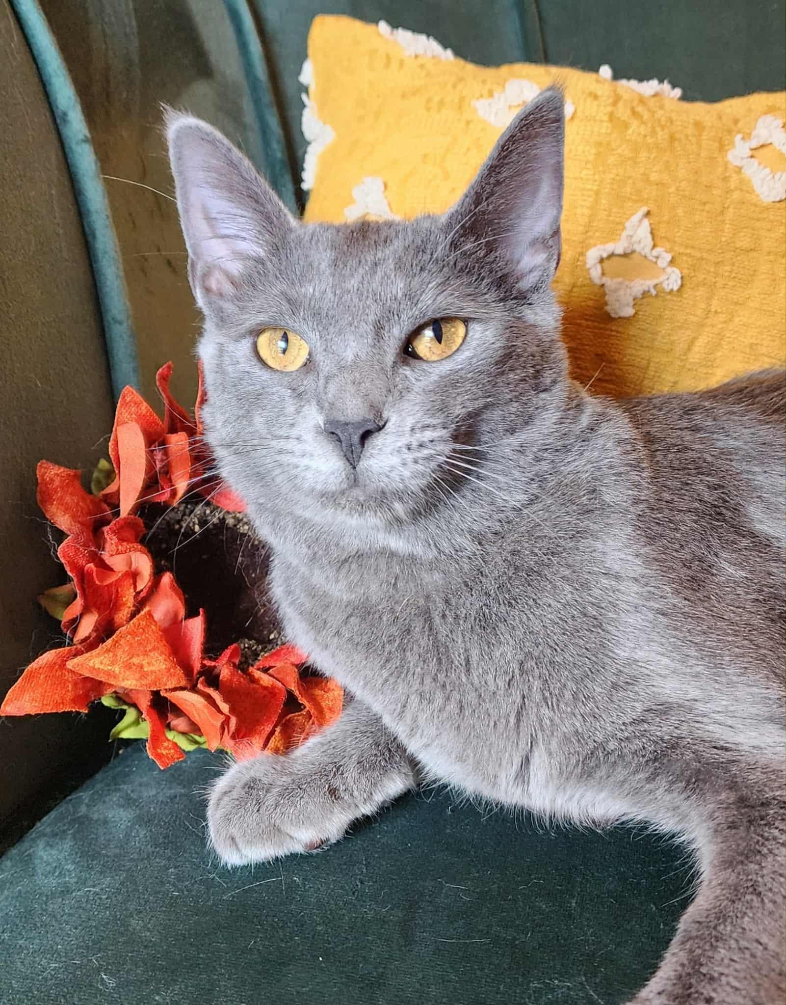 Ares, a Adoptable Russian Blue in Ocean Springs, MS image 2/2