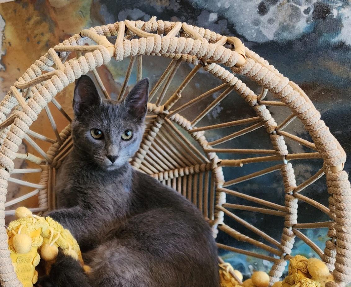 Ares, Baby Male Domestic Short Hair