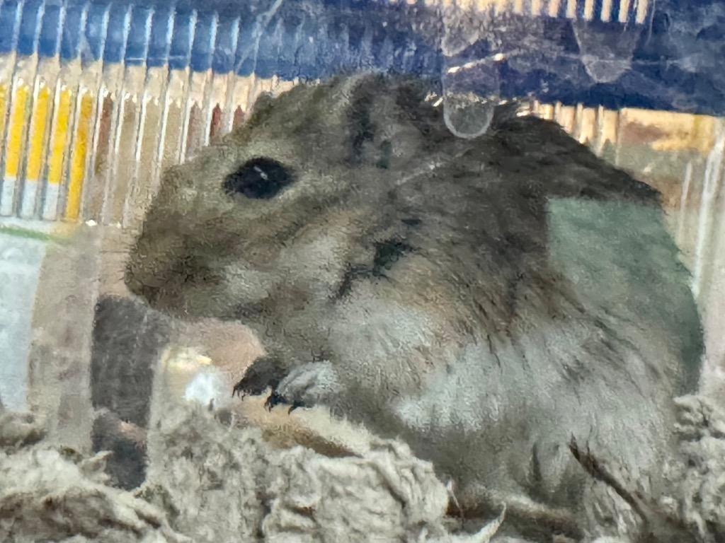 Enlarge Reenalyn, a Adoptable Gerbil in Indianapolis, IN image 1/1