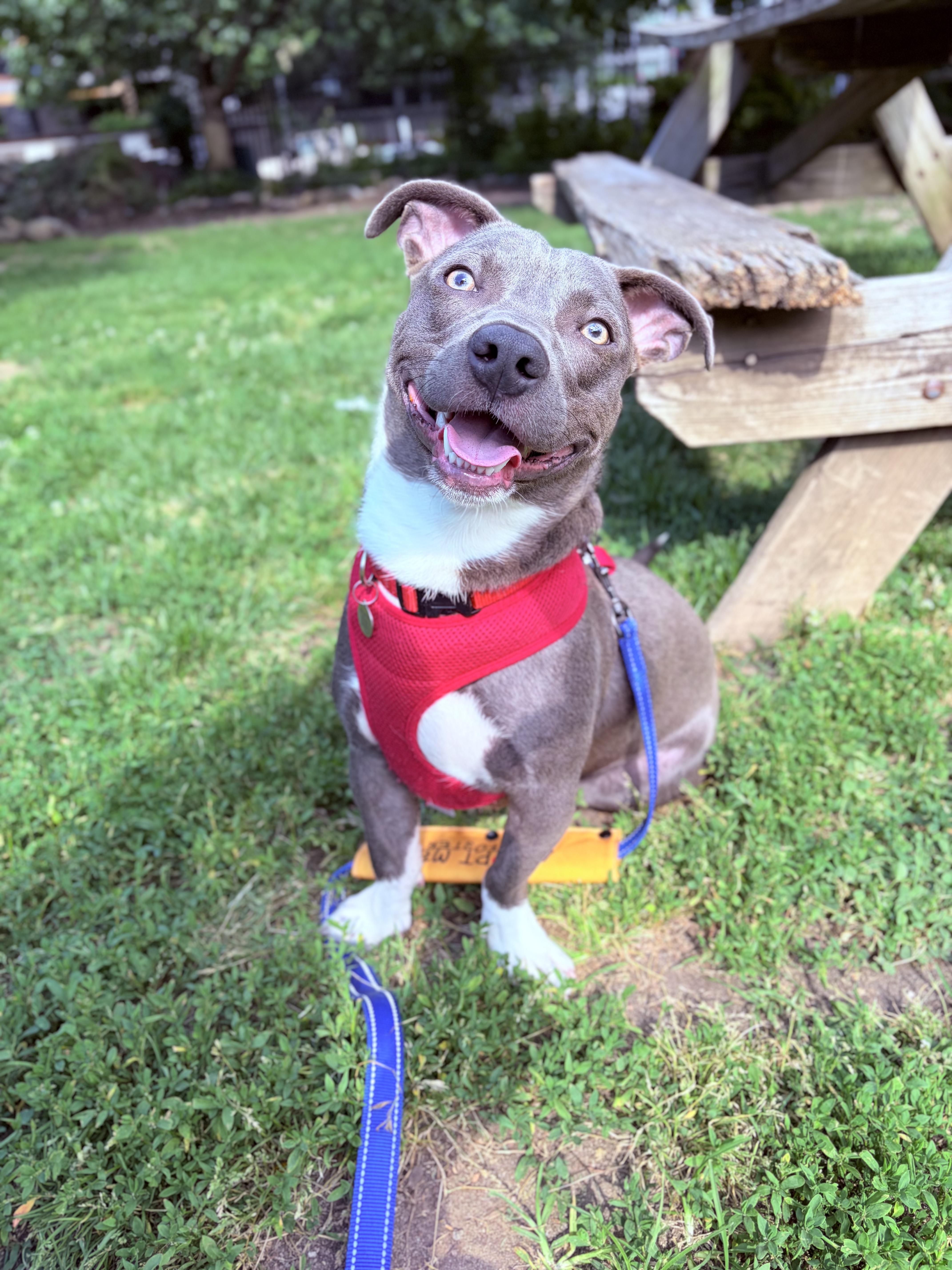 Trout, adopted, Puppy Male American Bully.
