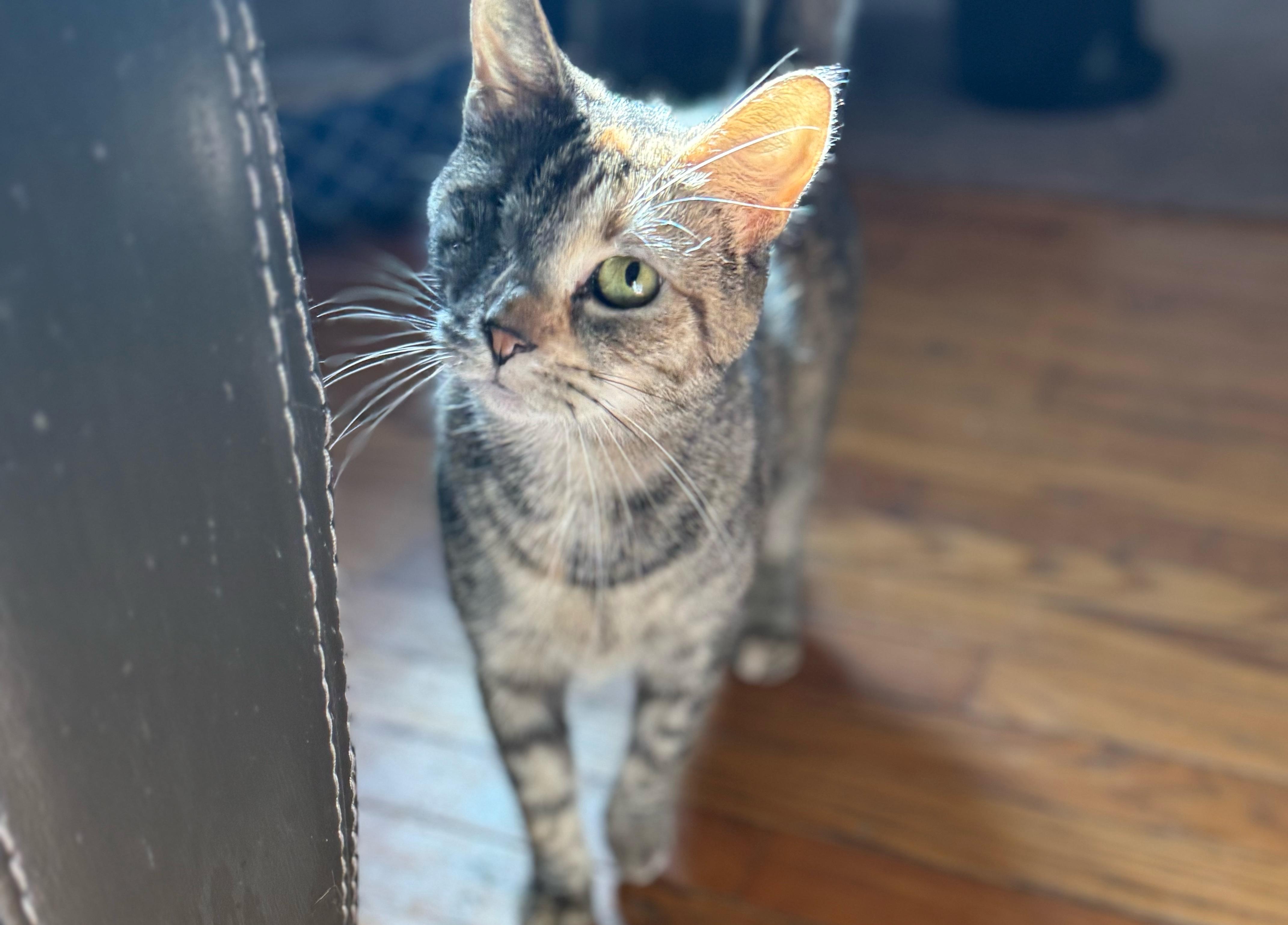 Enlarge Juniper, a ADOPTABLE Domestic Short Hair in OLEAN, NY image 1/1