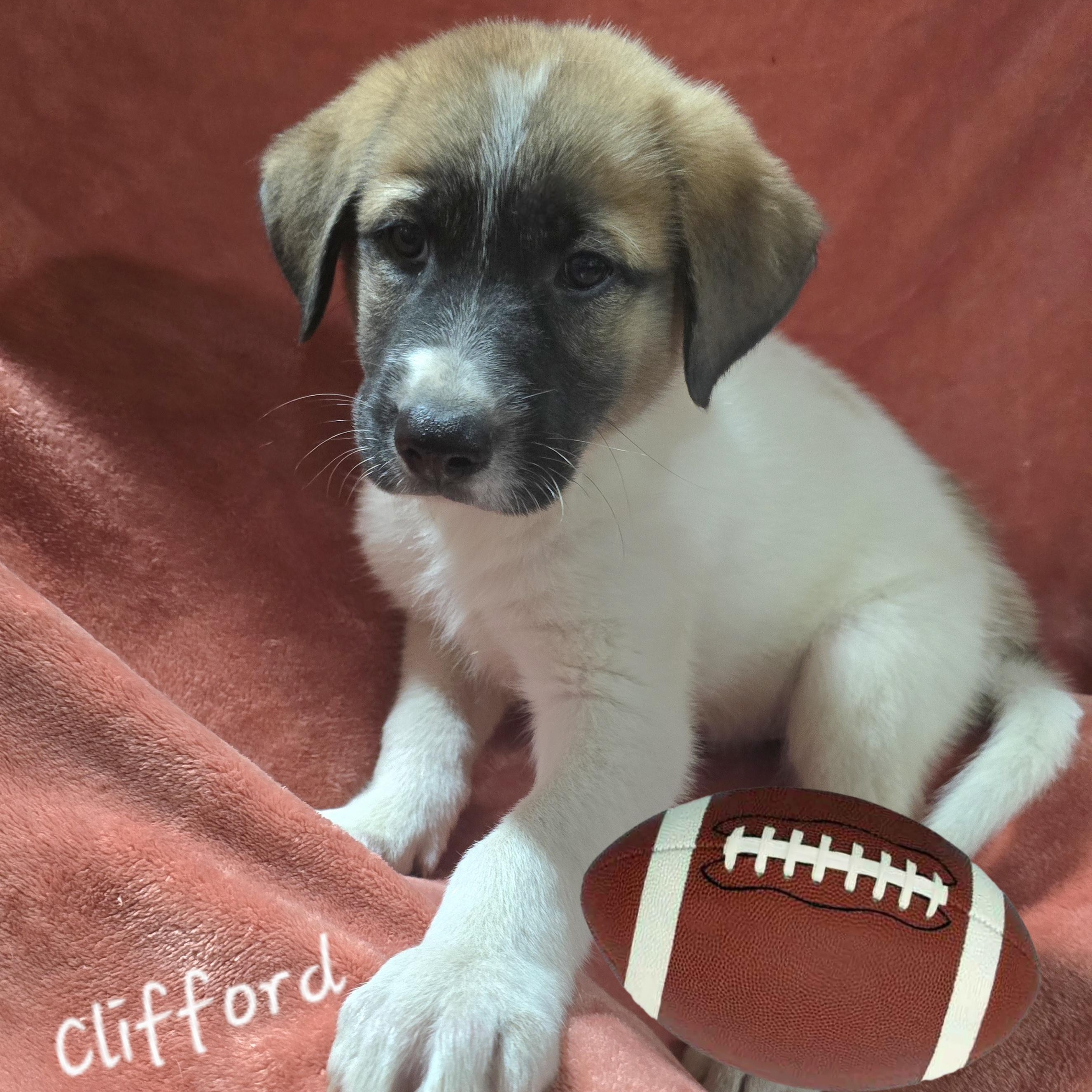Clifford
