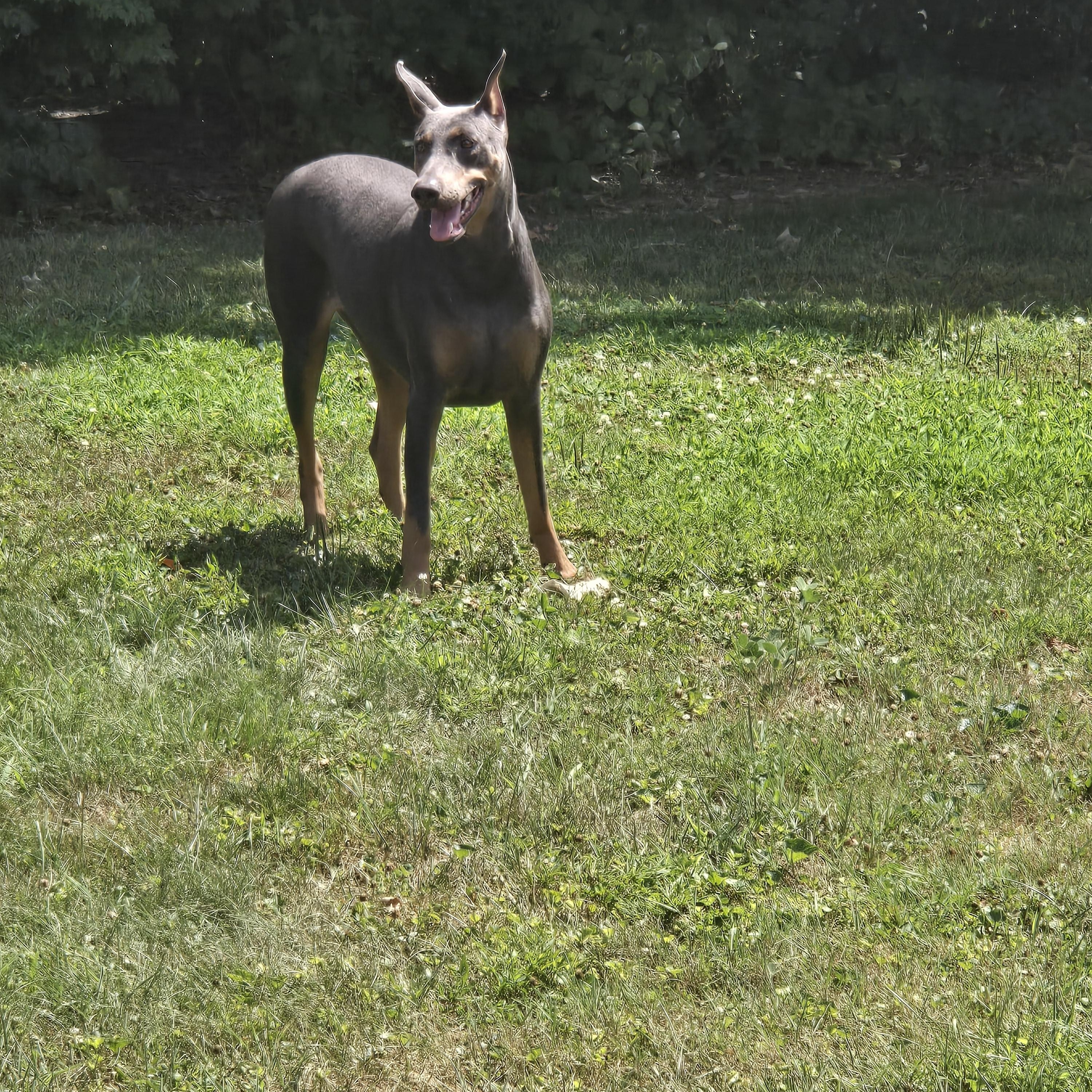 Enlarge Rigby and Bleu, a ADOPTABLE Doberman Pinscher in Phoenixville, PA image 2/2