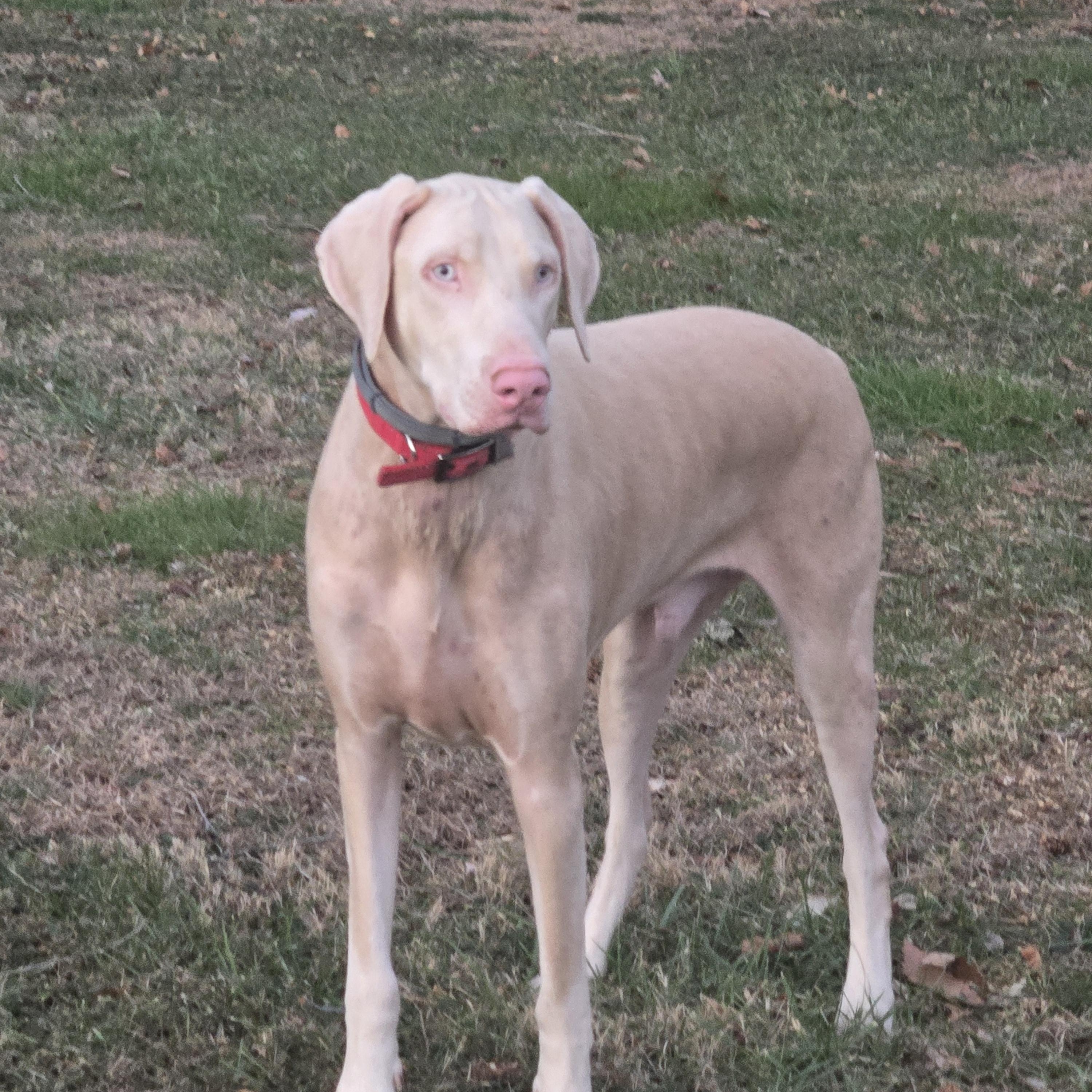 Rigby and Bleu, ADOPTABLE, Adult Male Doberman Pinscher.
