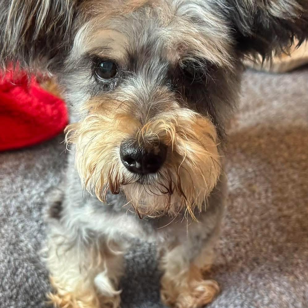 Fluffy, Adoptable, Senior Female Miniature Schnauzer & Miniature Schnauzer.
