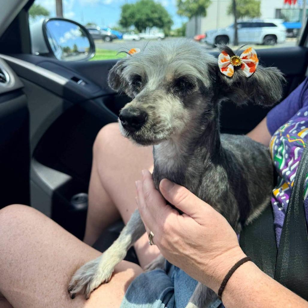 Enlarge Fluffy, a Adoptable mixed breed in Baton Rouge, LA image 2/2